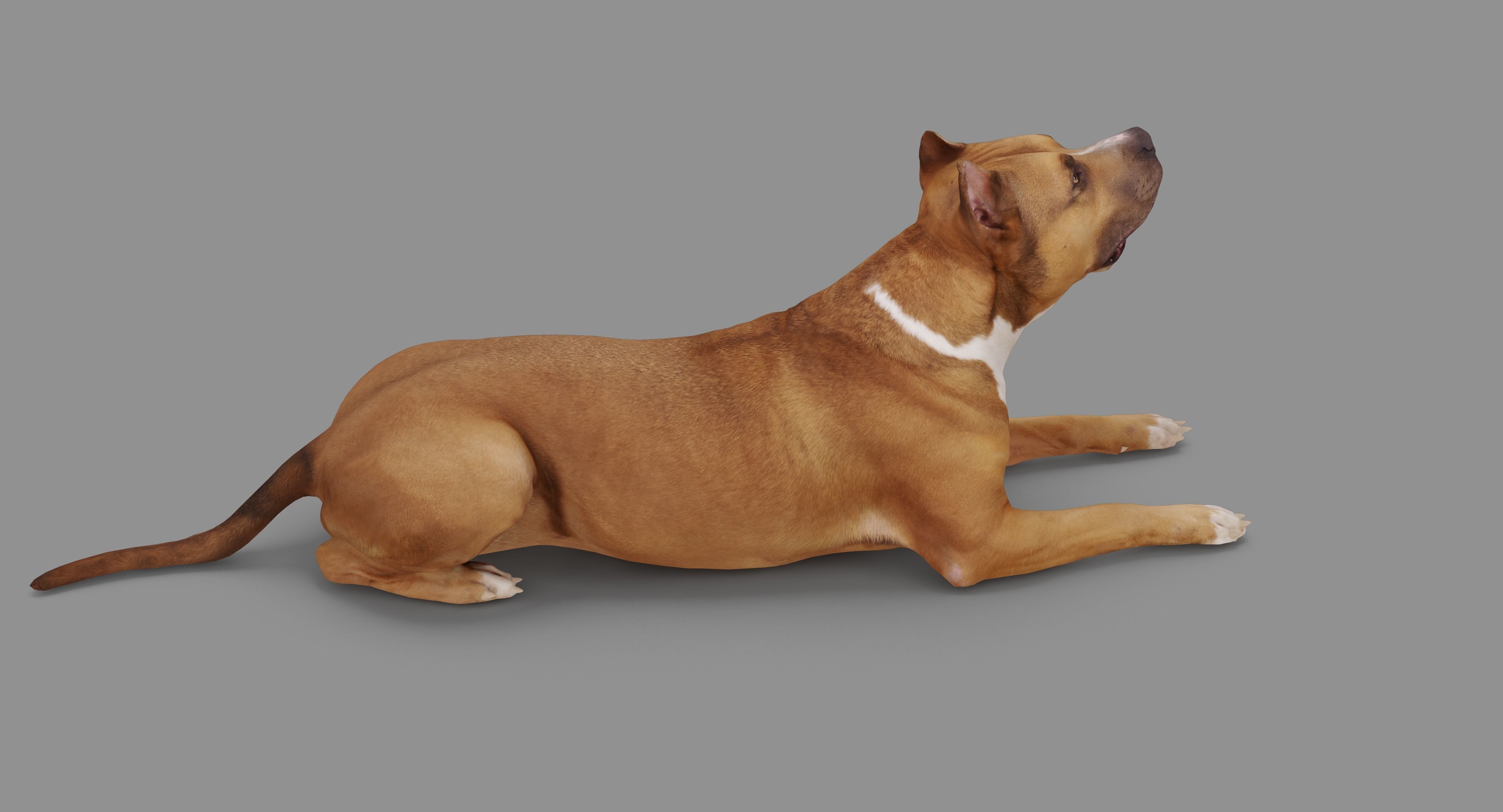 Staffordshire Terrier Collection x2 _88