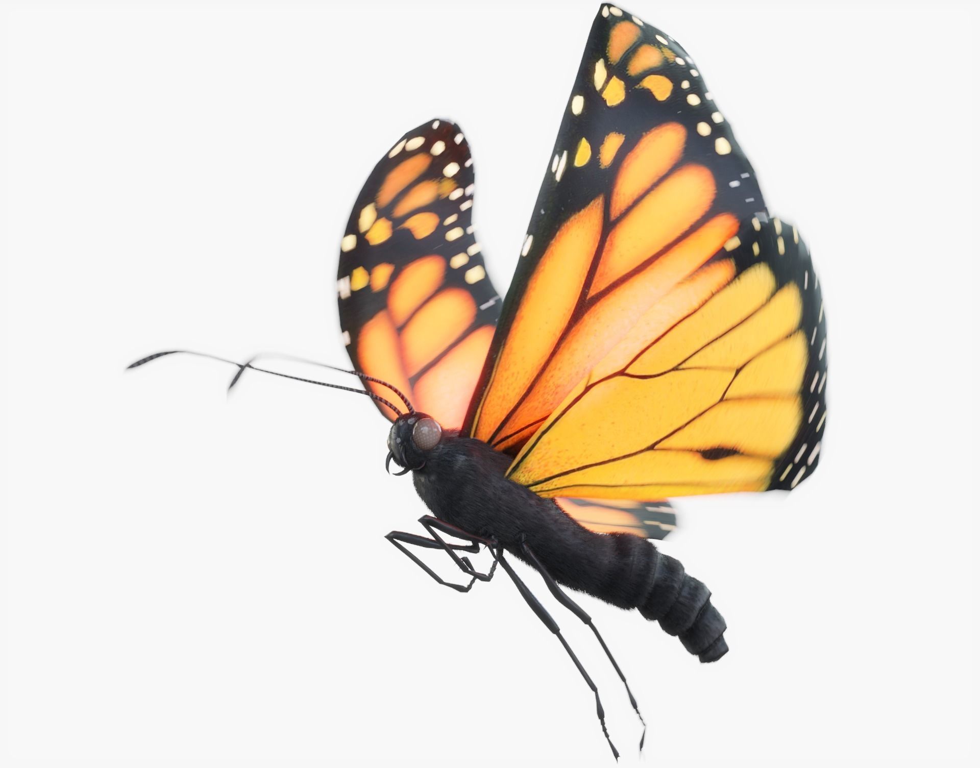 3D model Monarch Butterfly Animated with Fur CGTrader