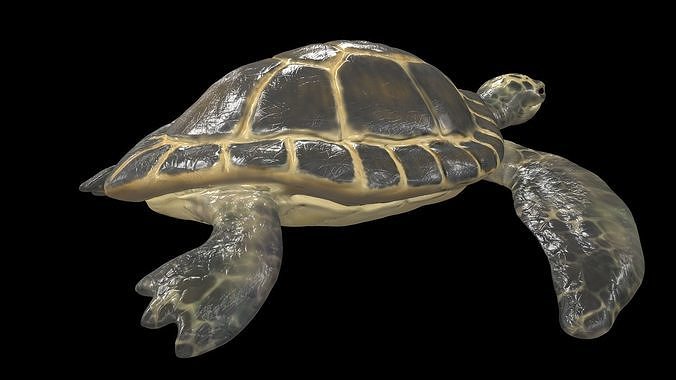 Turtle sea flying Free low-poly 3D model