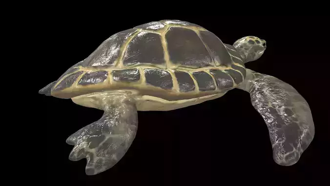Turtle sea flying Free low-poly 3D model