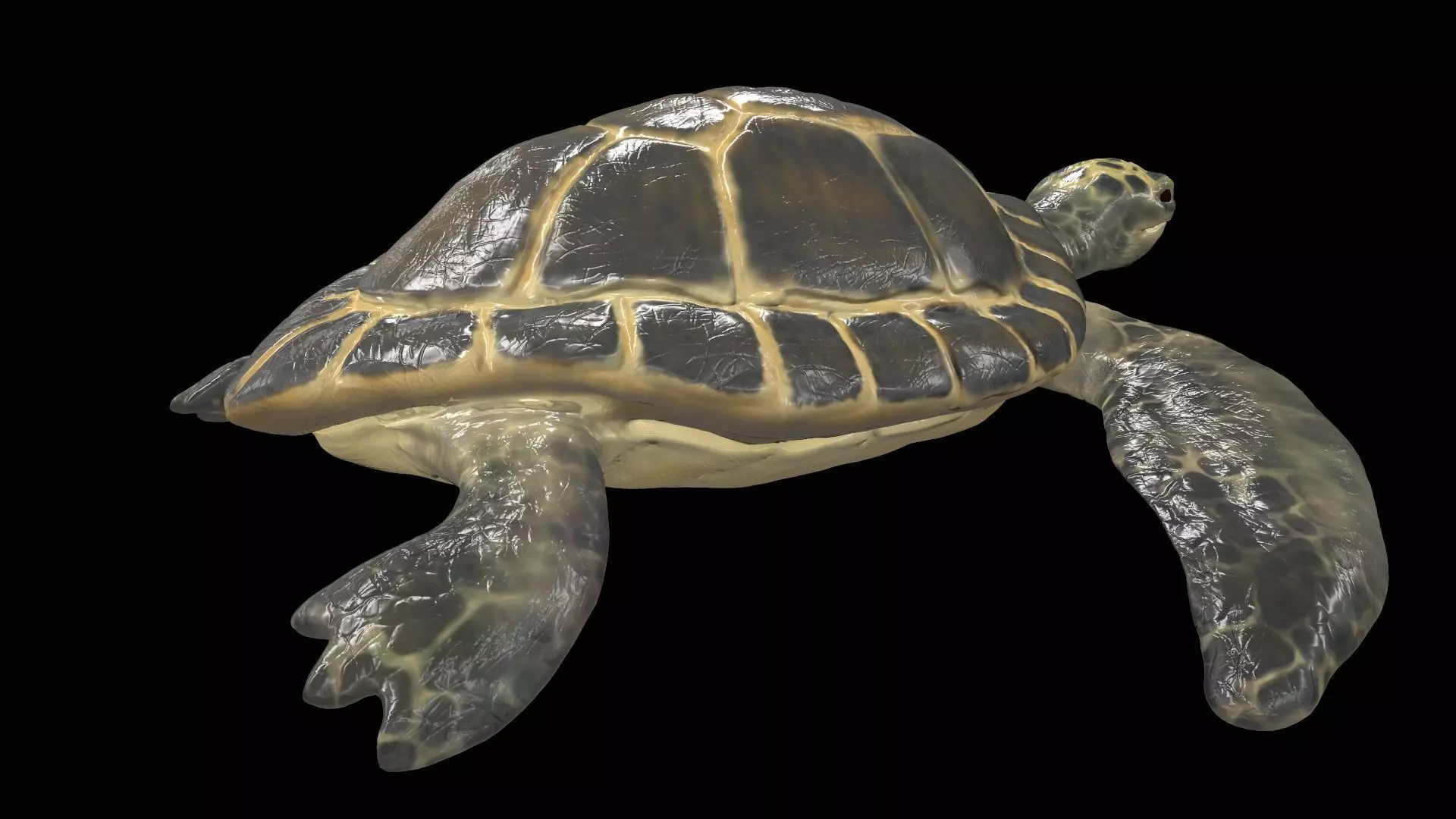 Turtle sea flying Free low-poly 3D model_0