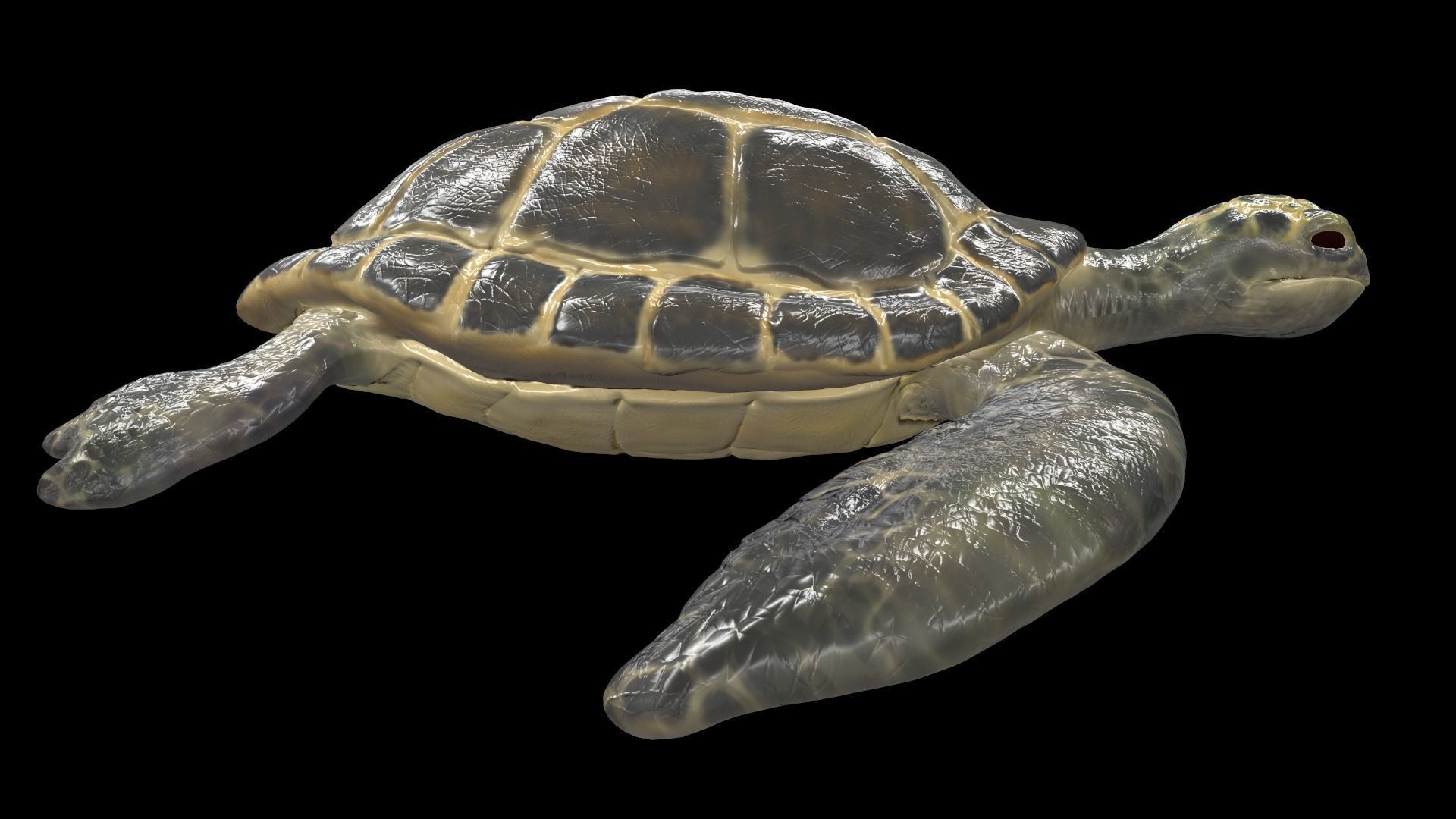 Turtle sea flying Free low-poly 3D model_1