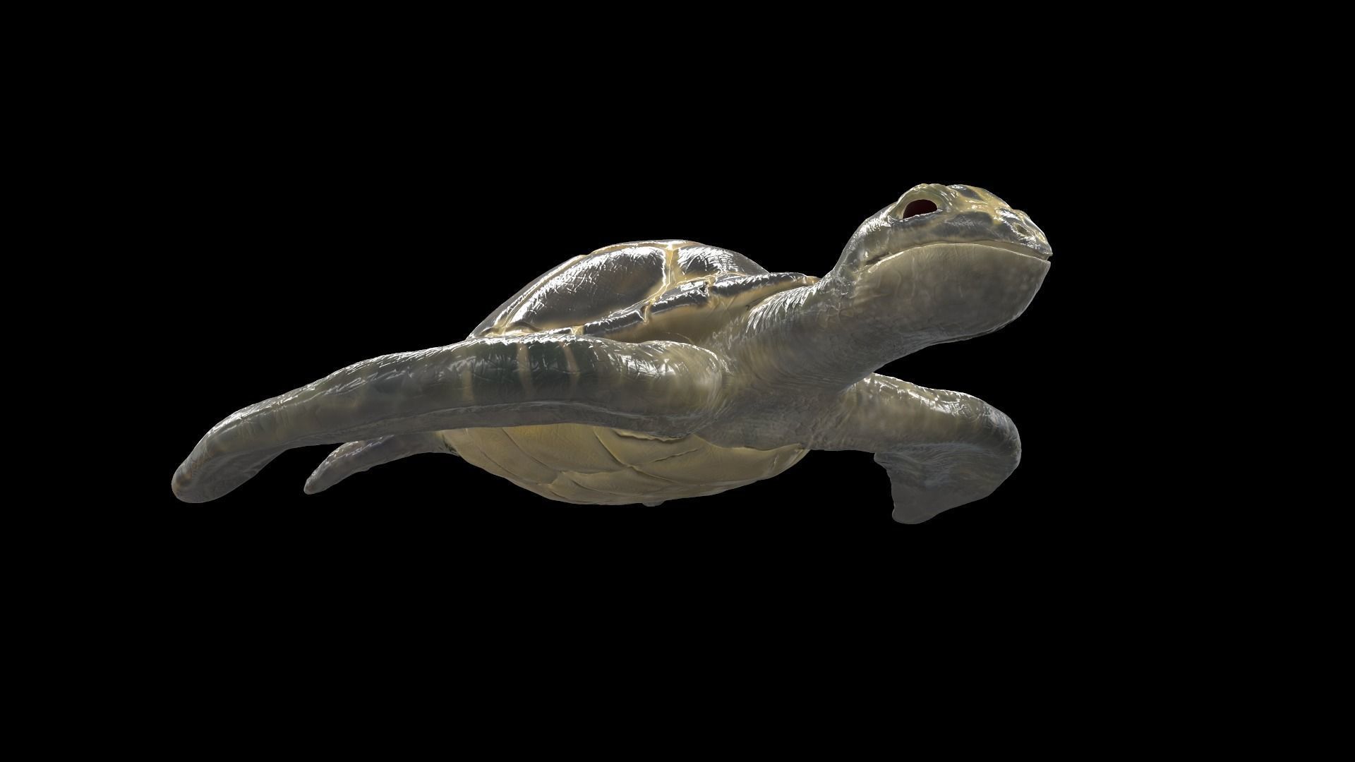 Turtle sea flying Free low-poly 3D model_3