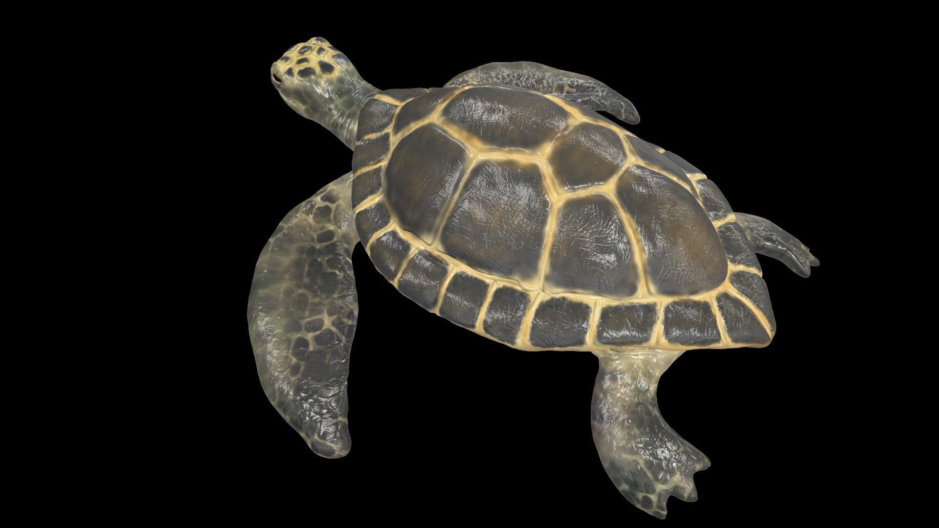 Turtle sea flying Free low-poly 3D model_6