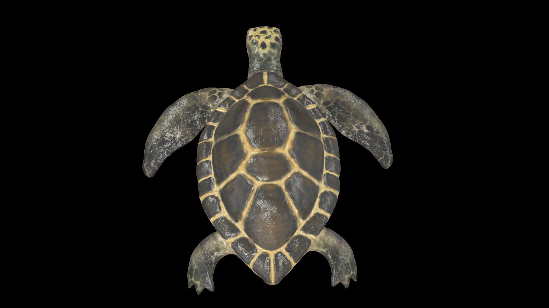 Turtle sea flying Free low-poly 3D model_2