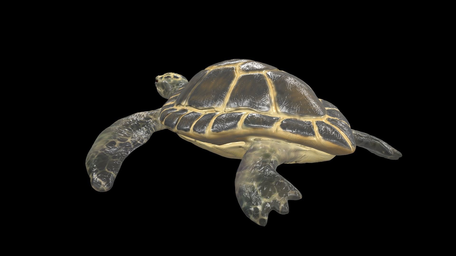Turtle sea flying Free low-poly 3D model_5