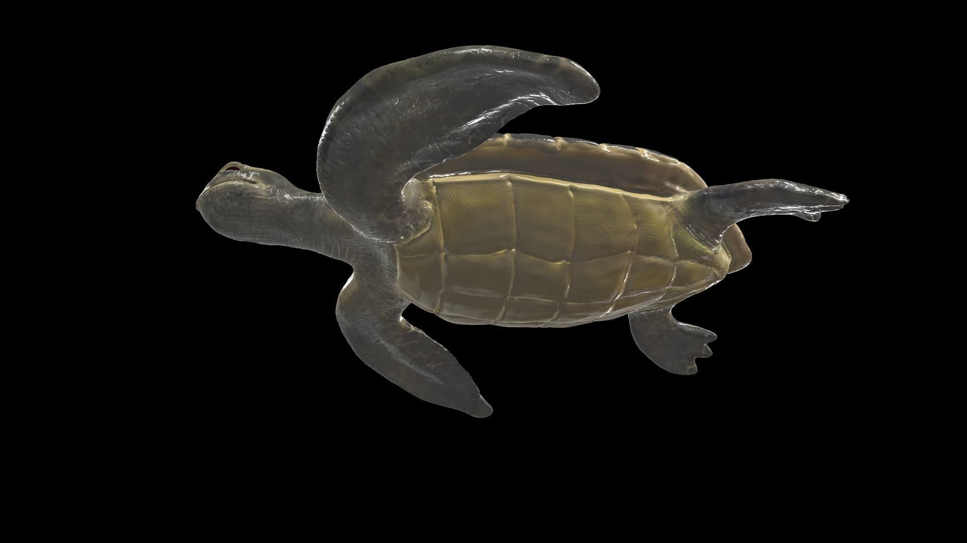 Turtle sea flying Free low-poly 3D model_4