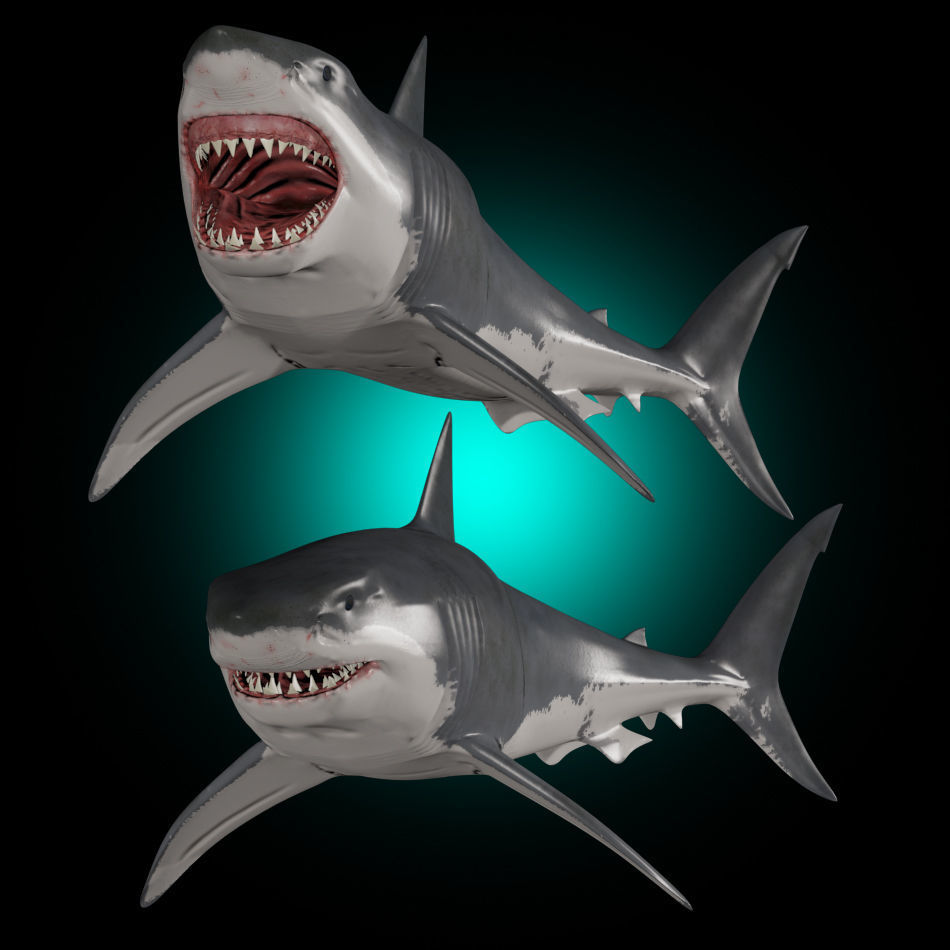 Megalodon - 3d animated Great White Shark ancestor Low-poly 3D model_4
