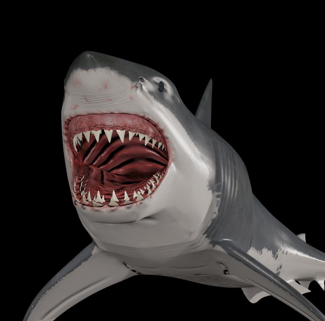 Megalodon - 3d animated Great White Shark ancestor Low-poly 3D model_6