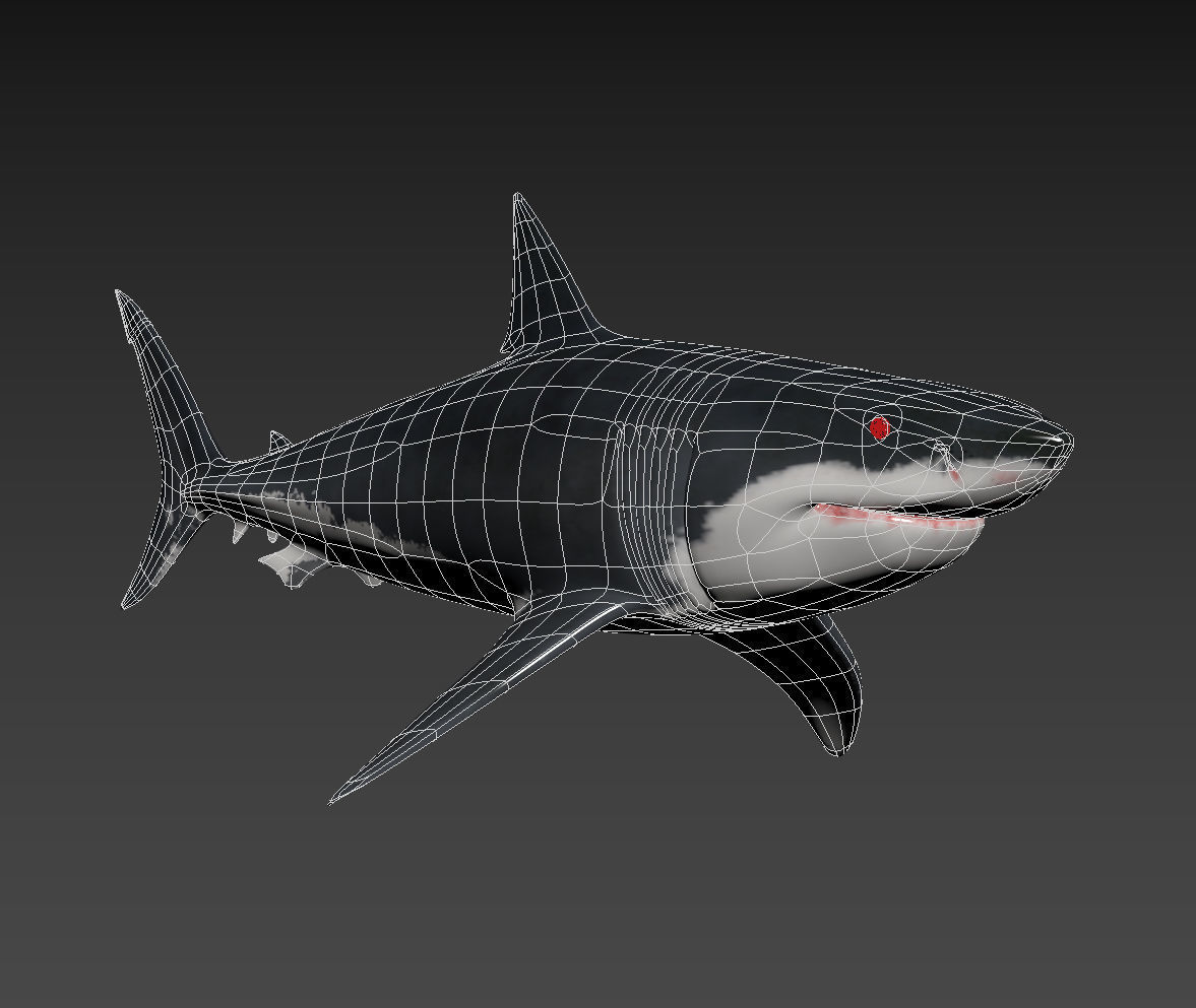 Megalodon - 3d animated Great White Shark ancestor Low-poly 3D model_14