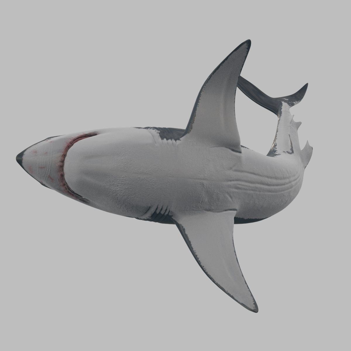 Megalodon - 3d animated Great White Shark ancestor Low-poly 3D model_9