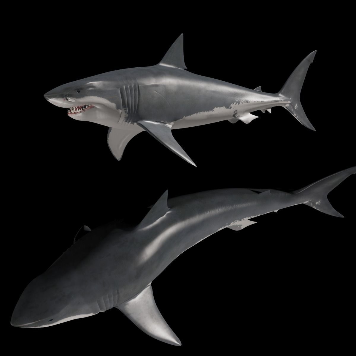 Megalodon - 3d animated Great White Shark ancestor Low-poly 3D model_8