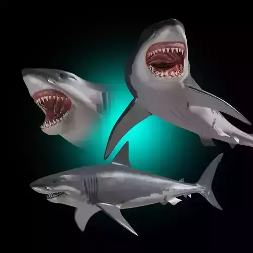 Megalodon - 3d animated Great White Shark ancestor Low-poly 3D model