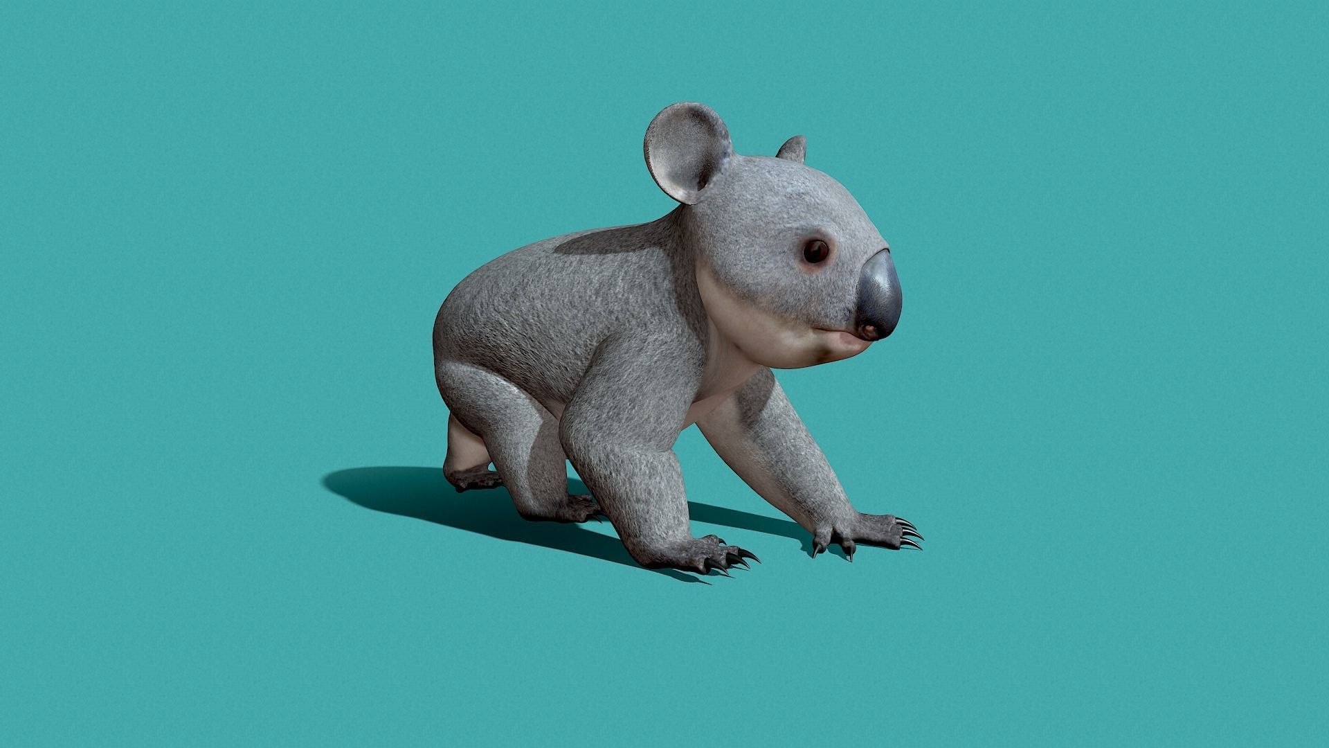 Koala Rigged 3D model_6