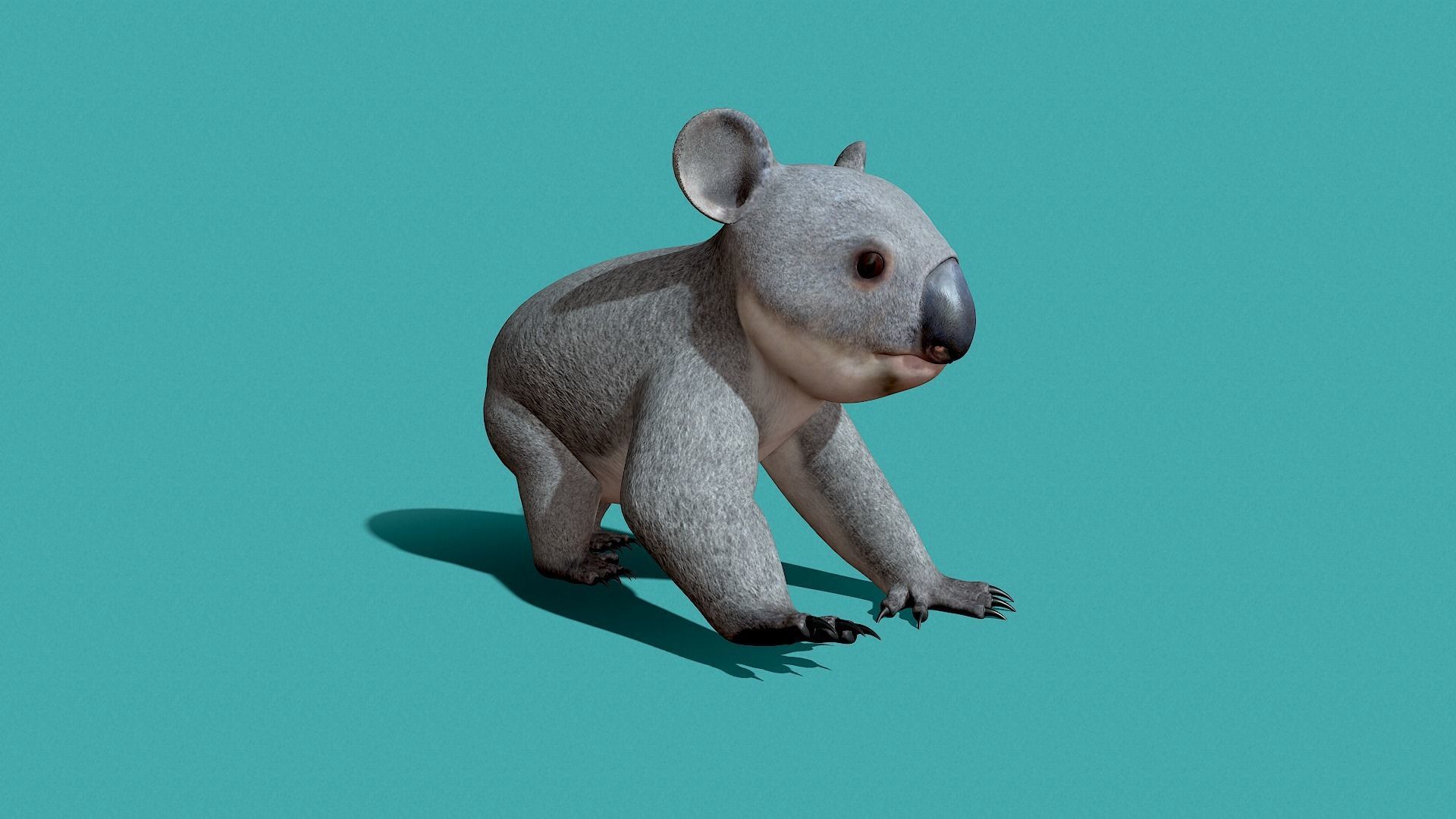 Koala Rigged 3D model_5