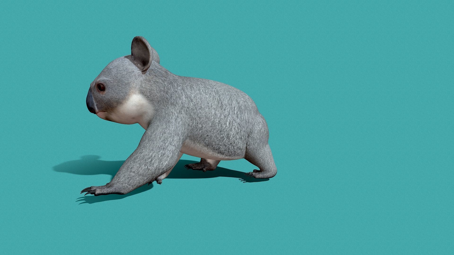 Koala Rigged 3D model_21