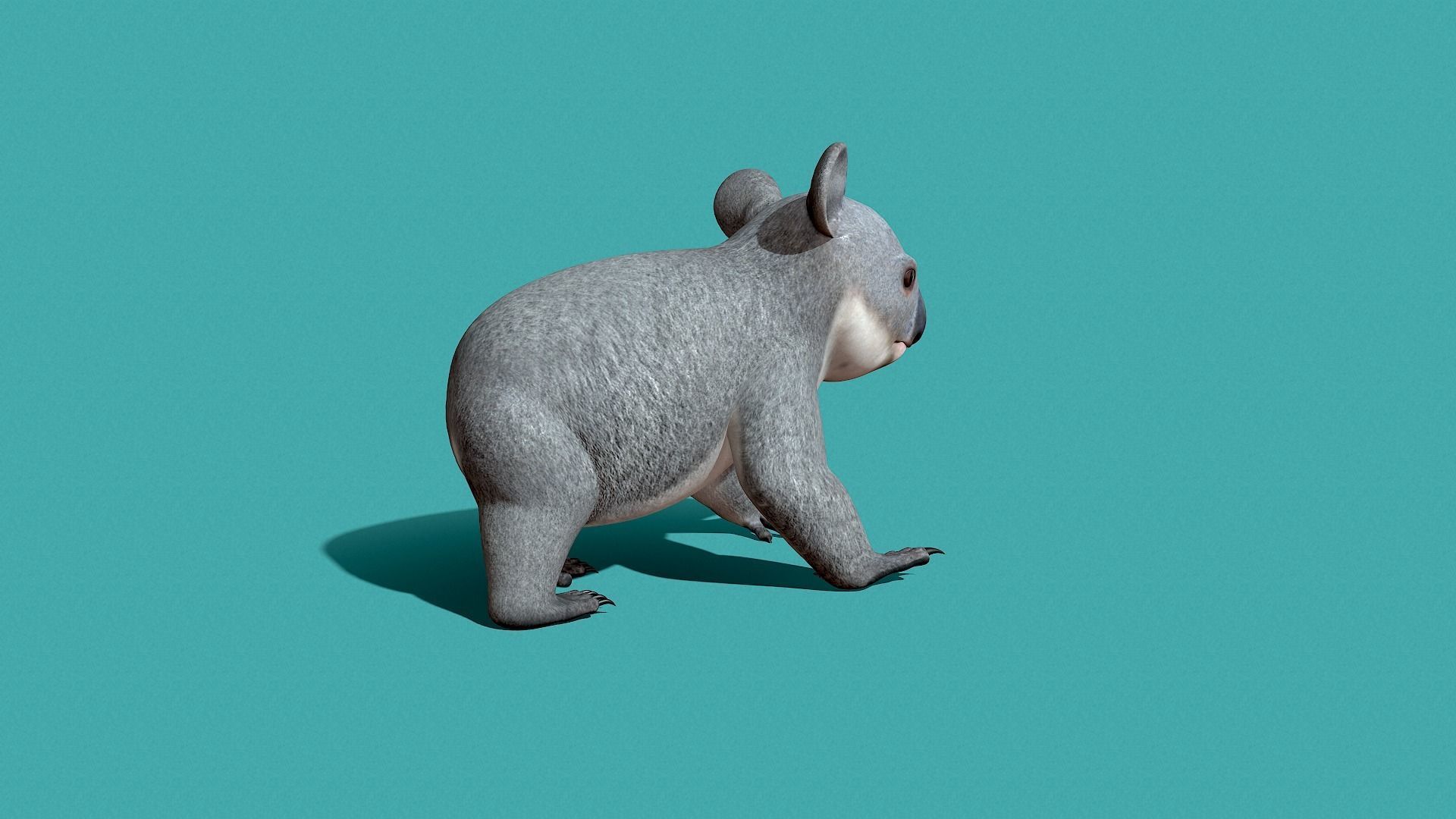 Koala Rigged 3D model_10