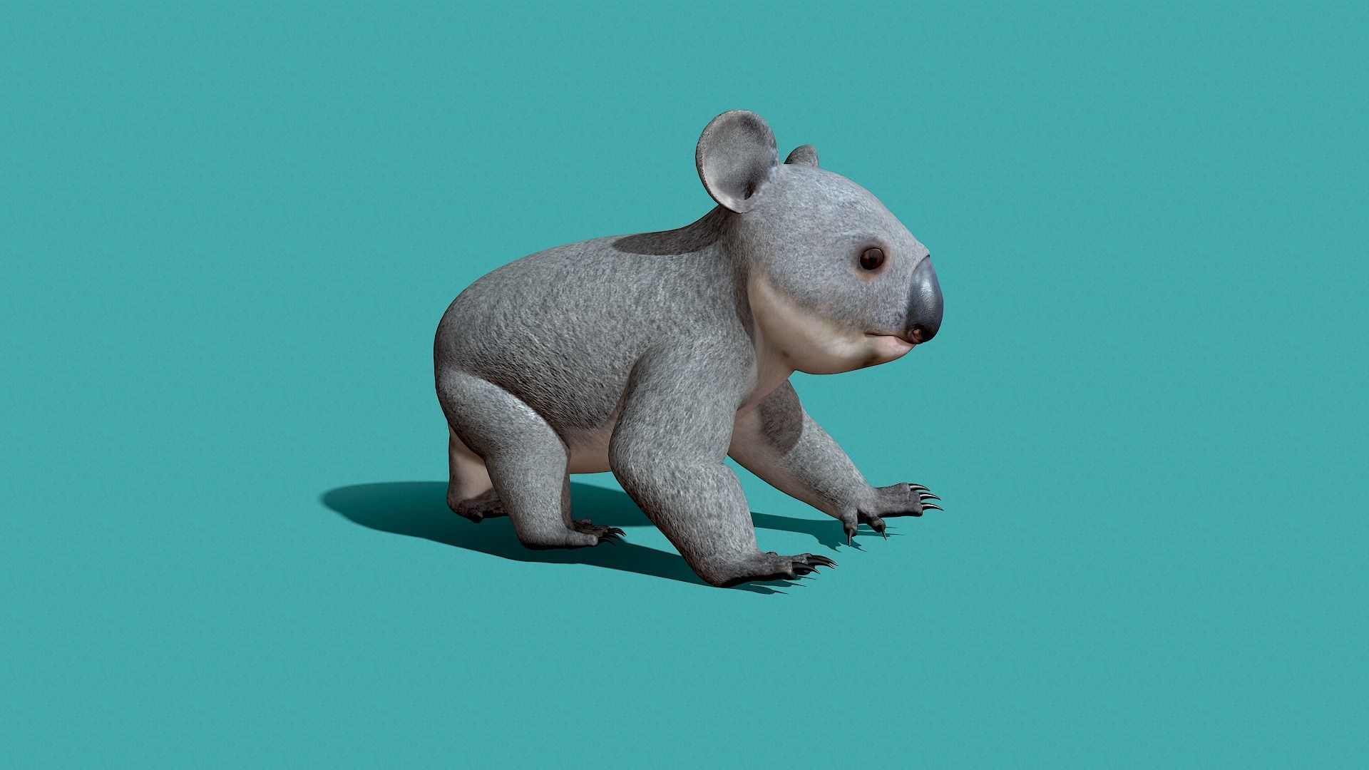 Koala Rigged 3D model_7