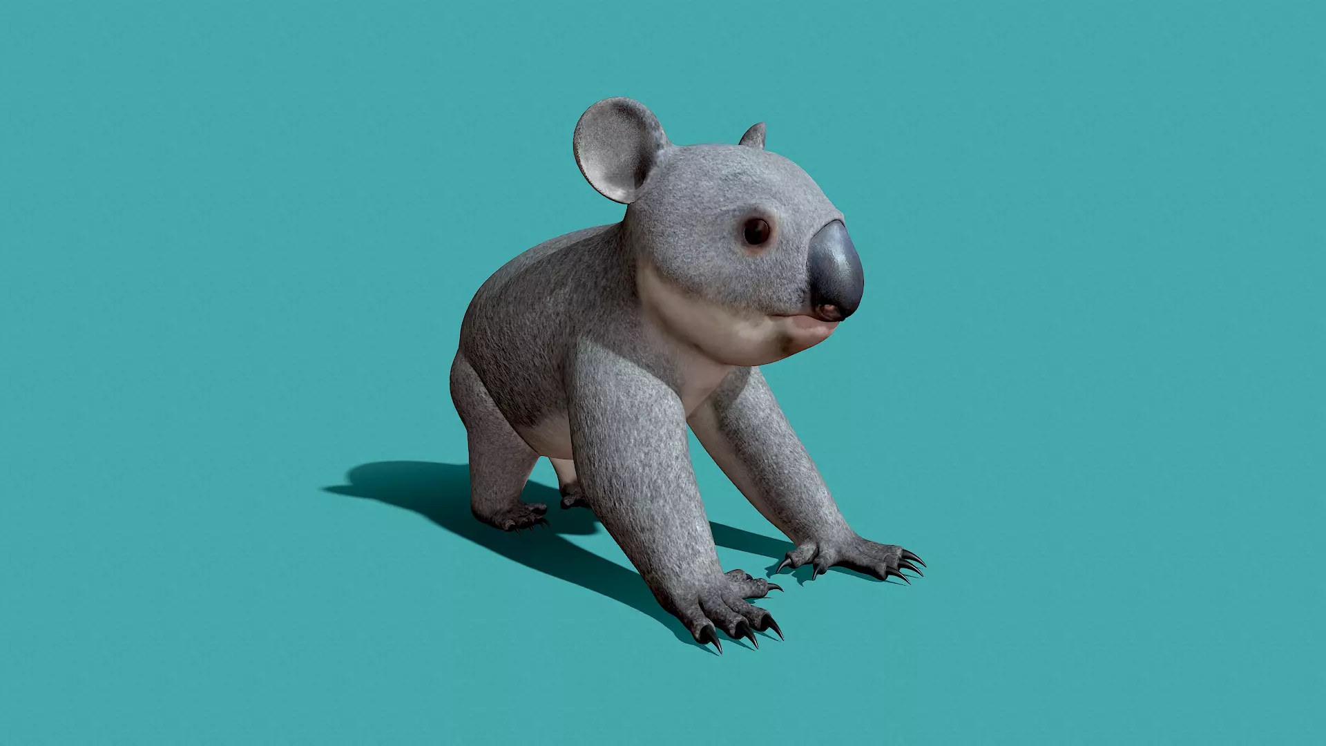 Koala Rigged 3D model_0