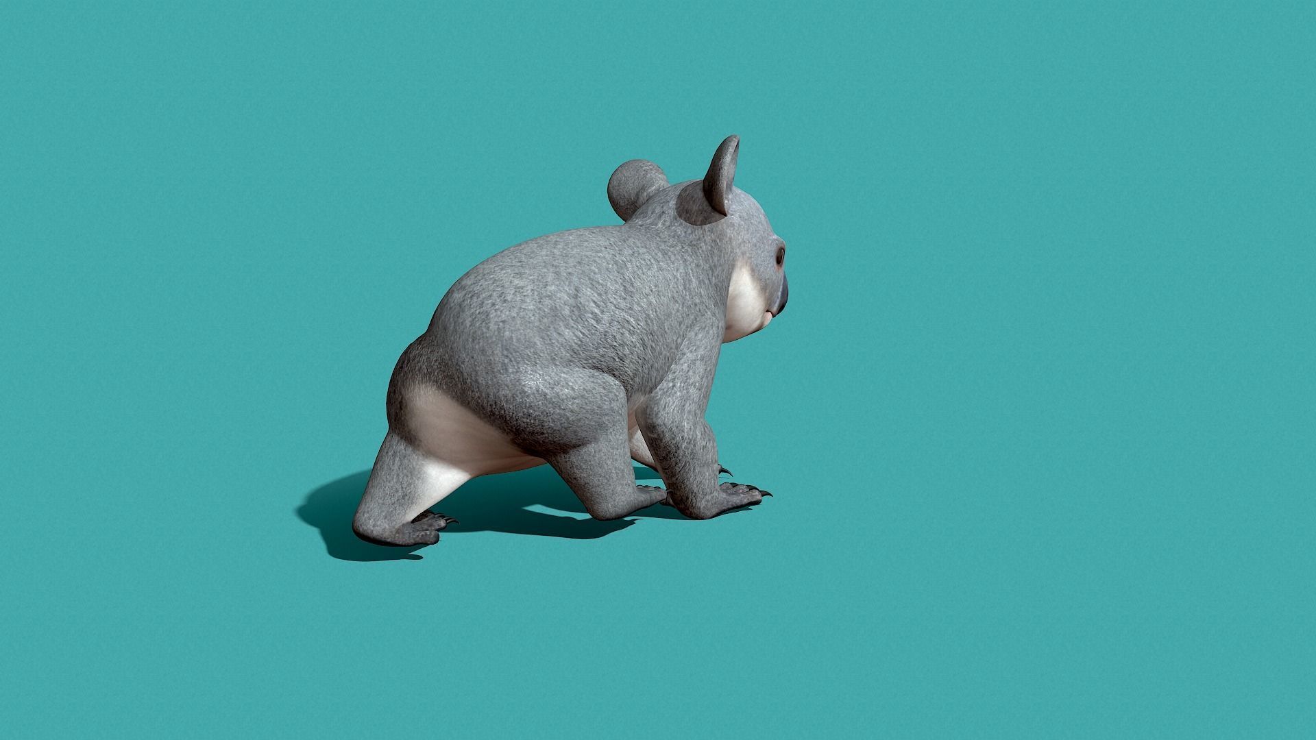 Koala Rigged 3D model_11