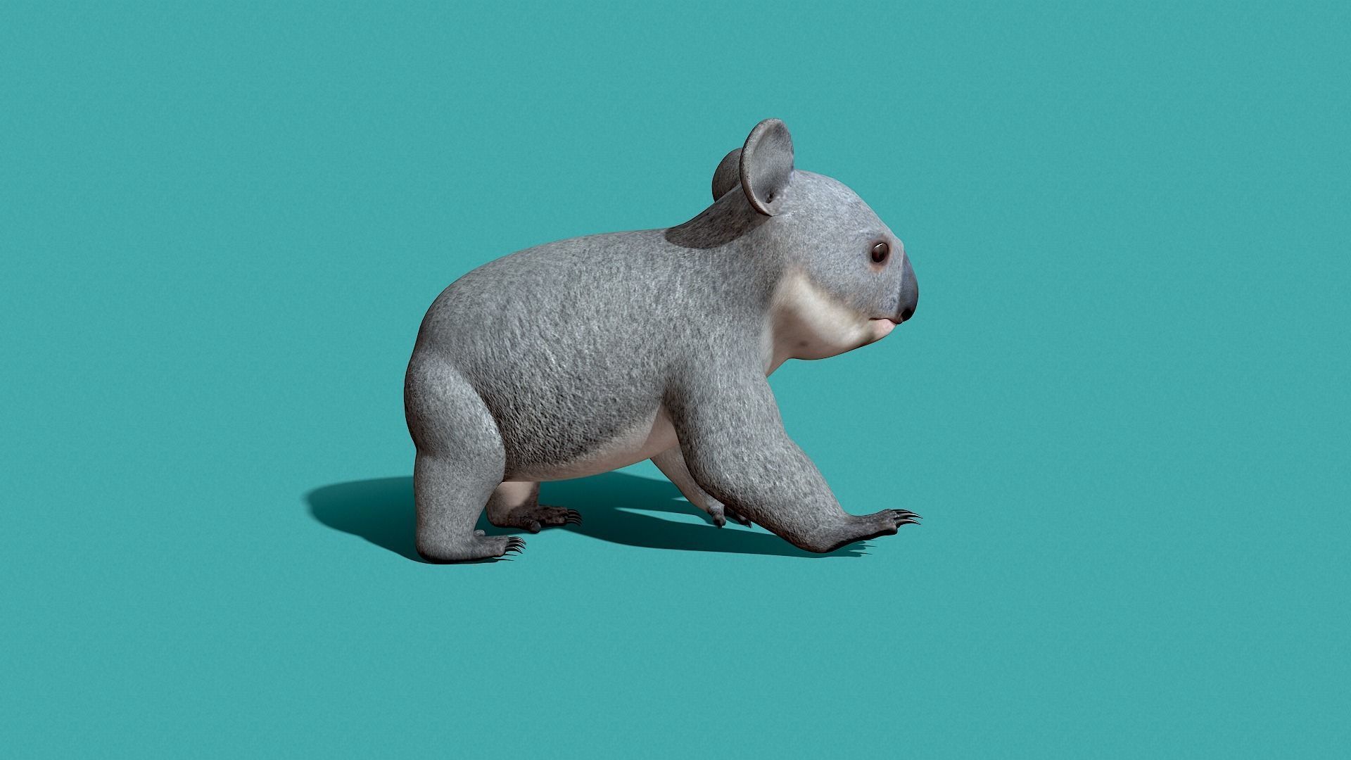 Koala Rigged 3D model_8