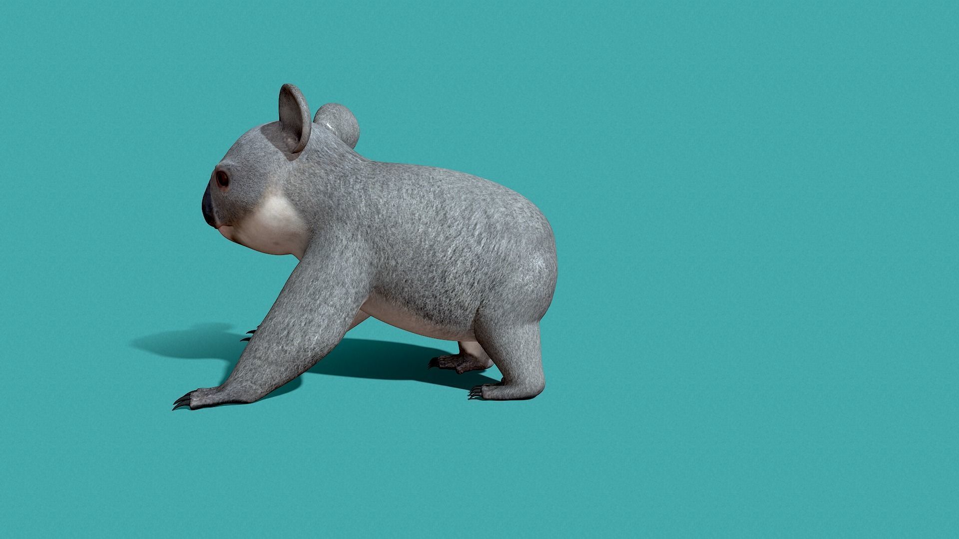 Koala Rigged 3D model_20