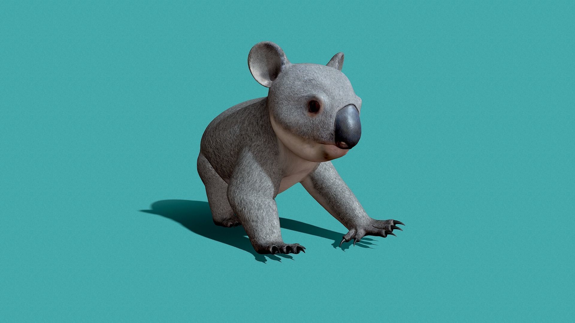 Koala Rigged 3D model_27
