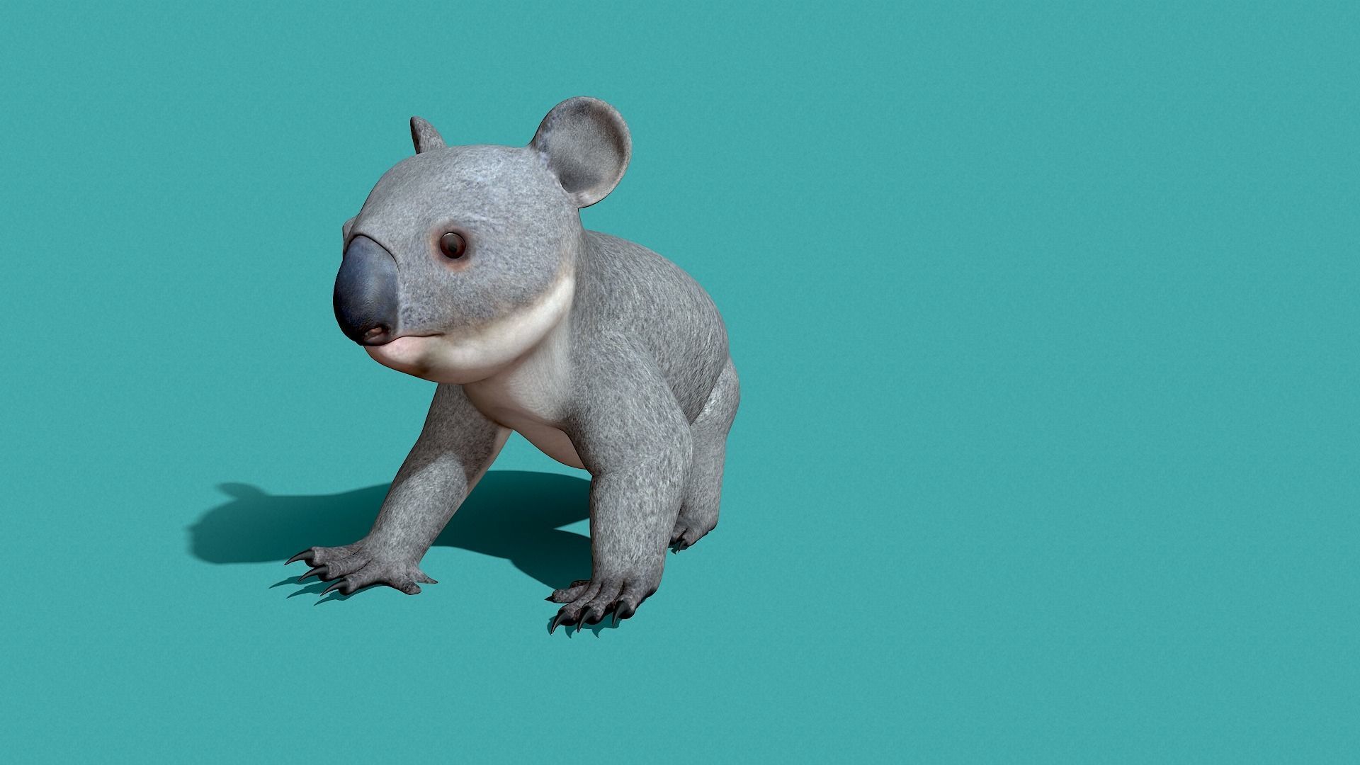 Koala Rigged 3D model_23