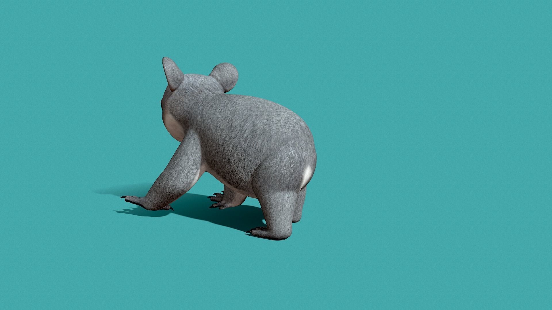 Koala Rigged 3D model_18