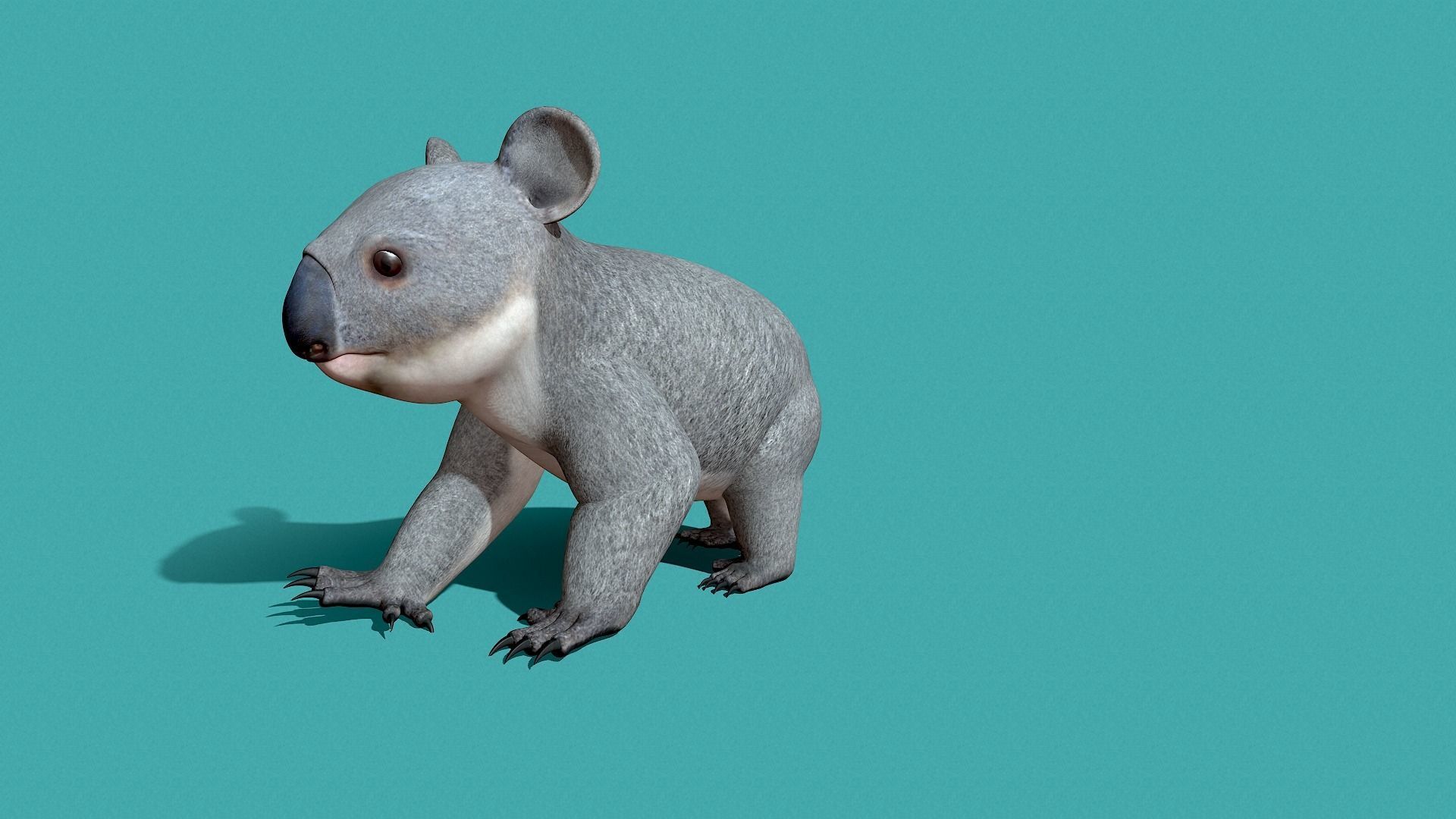 Koala Rigged 3D model_22