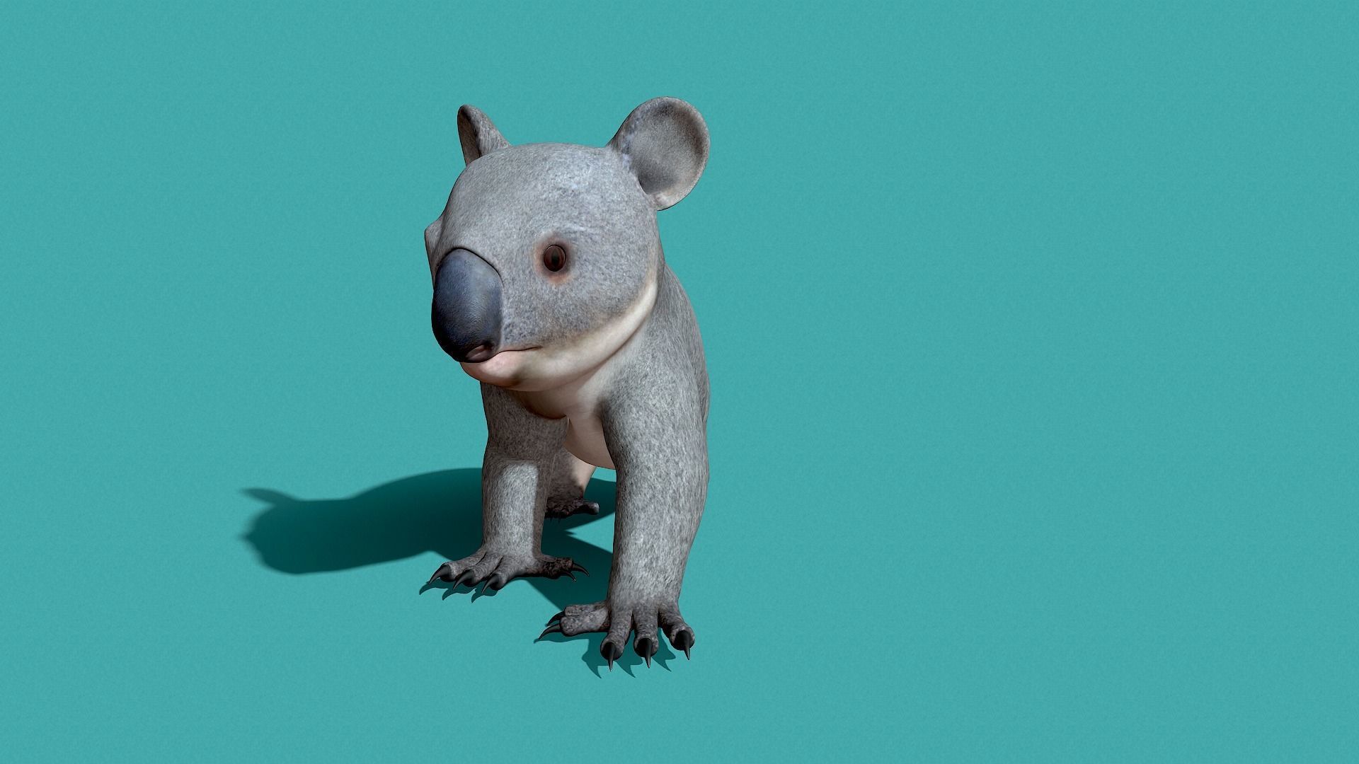 Koala Rigged 3D model_24