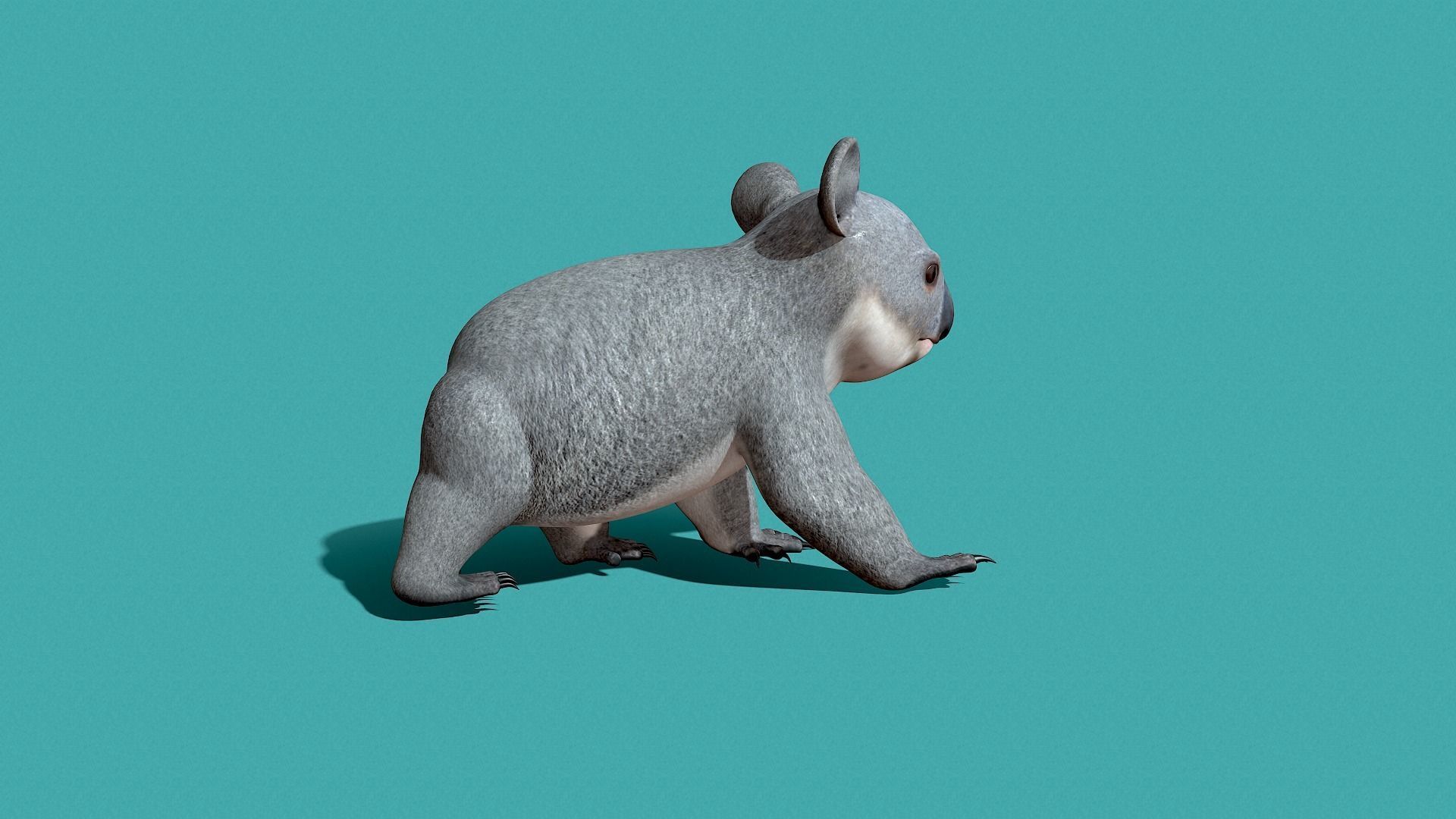 Koala Rigged 3D model_9