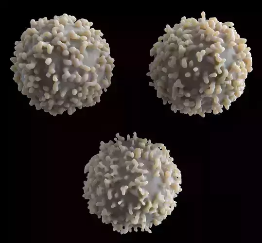 Lymphocyte coronavirus spheres