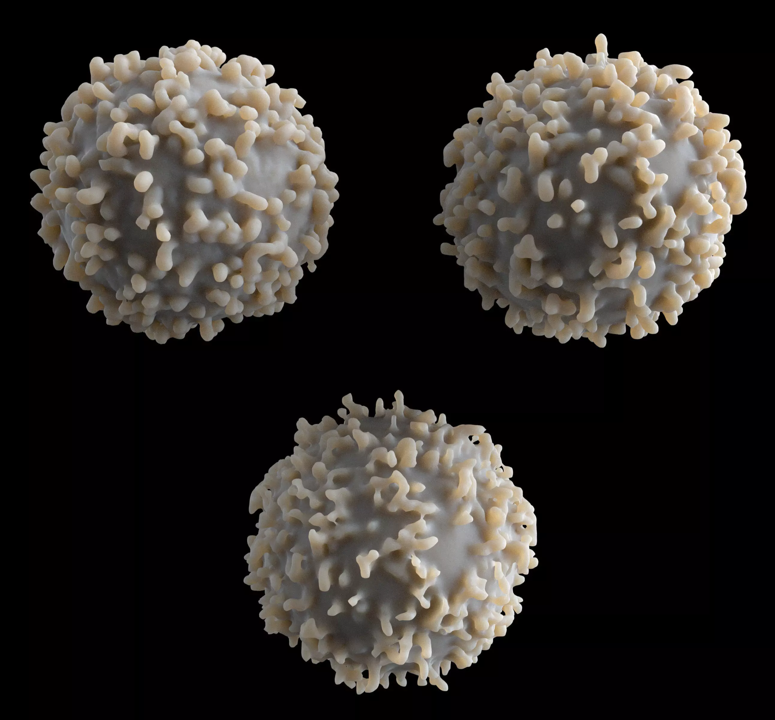 Lymphocyte coronavirus spheres 3D model_0