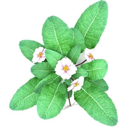 Primula 2 Low Poly Low-poly 3D model