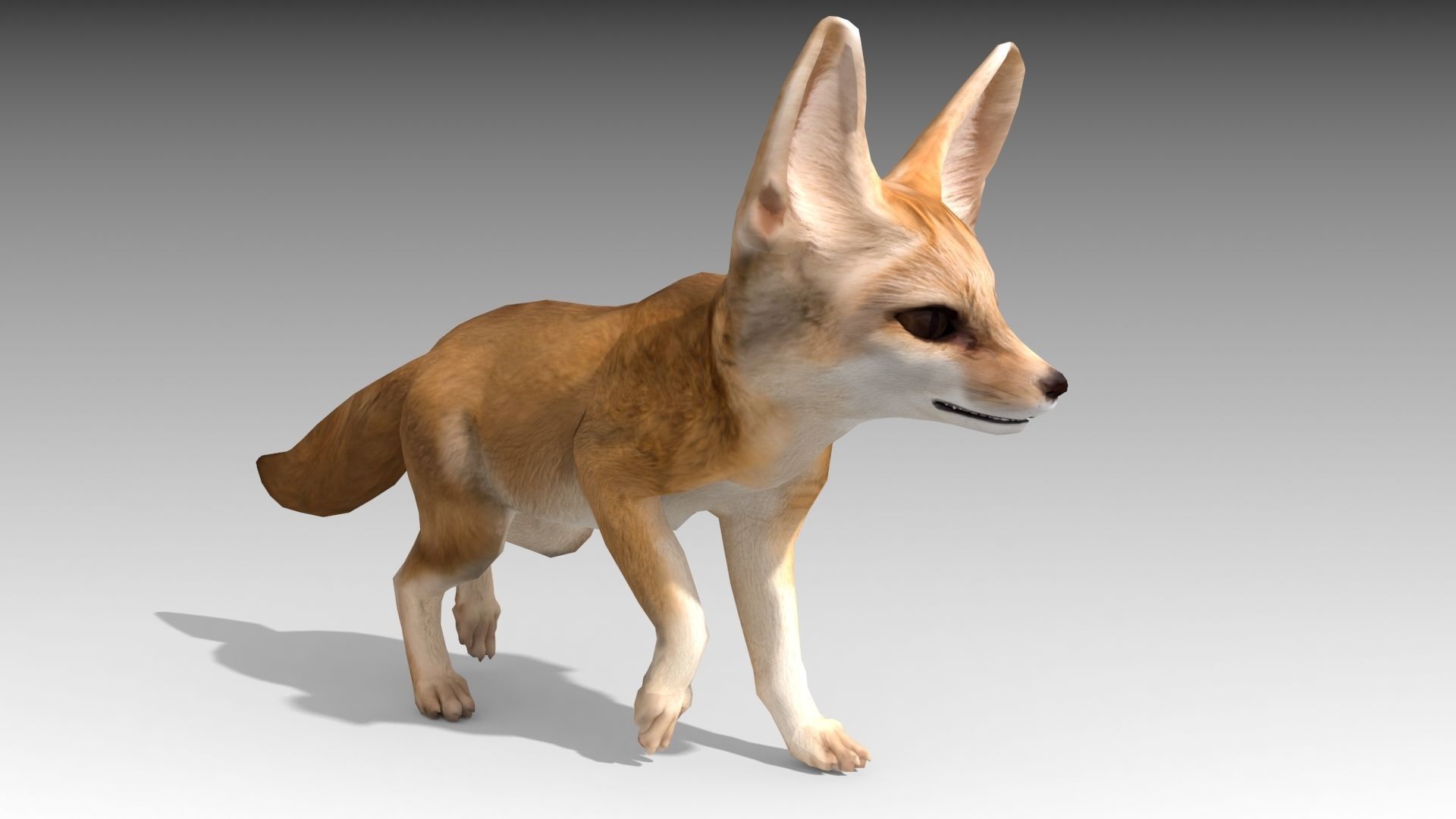 Fennec fox 3D model_4