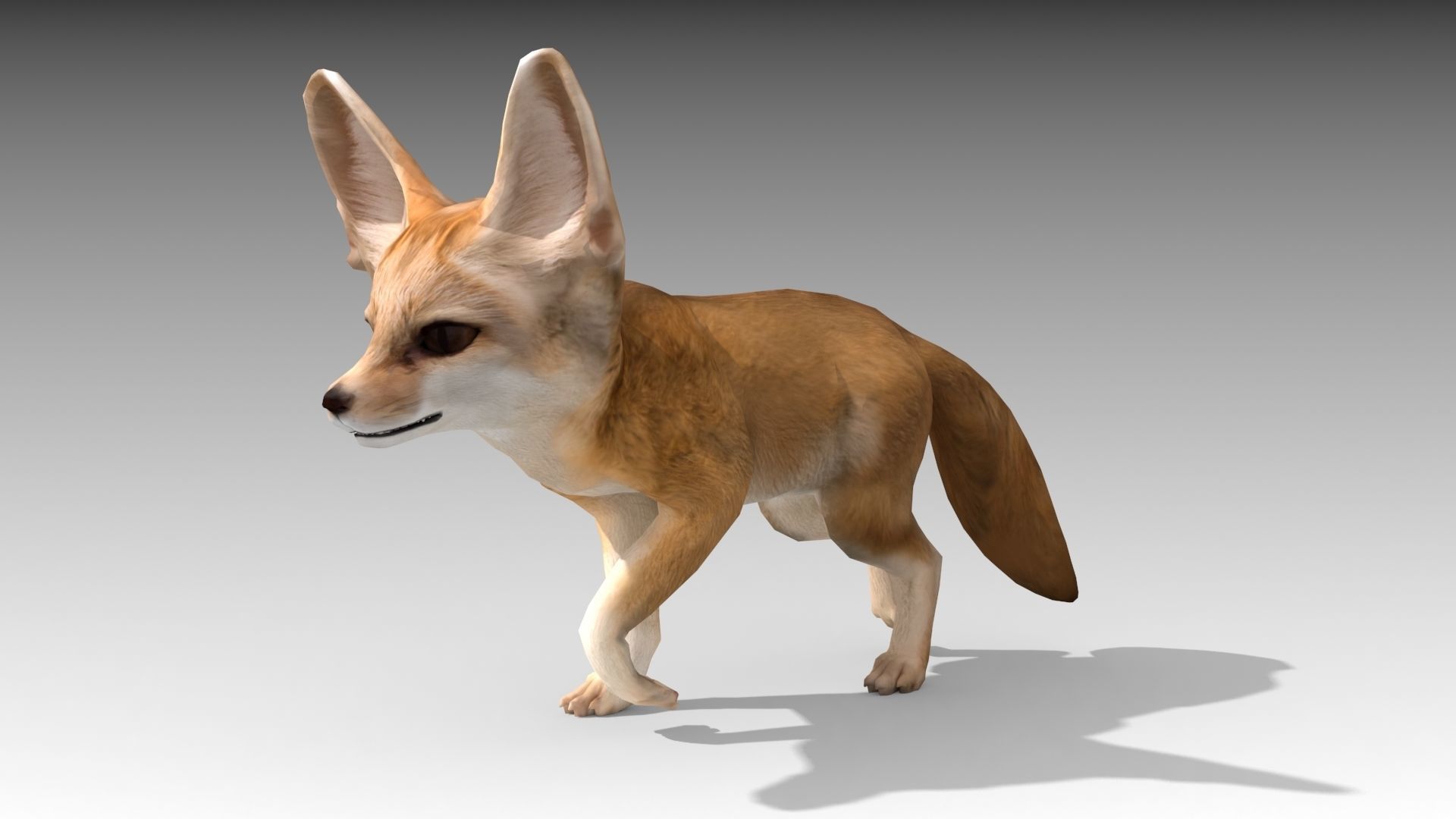 Fennec fox 3D model_3