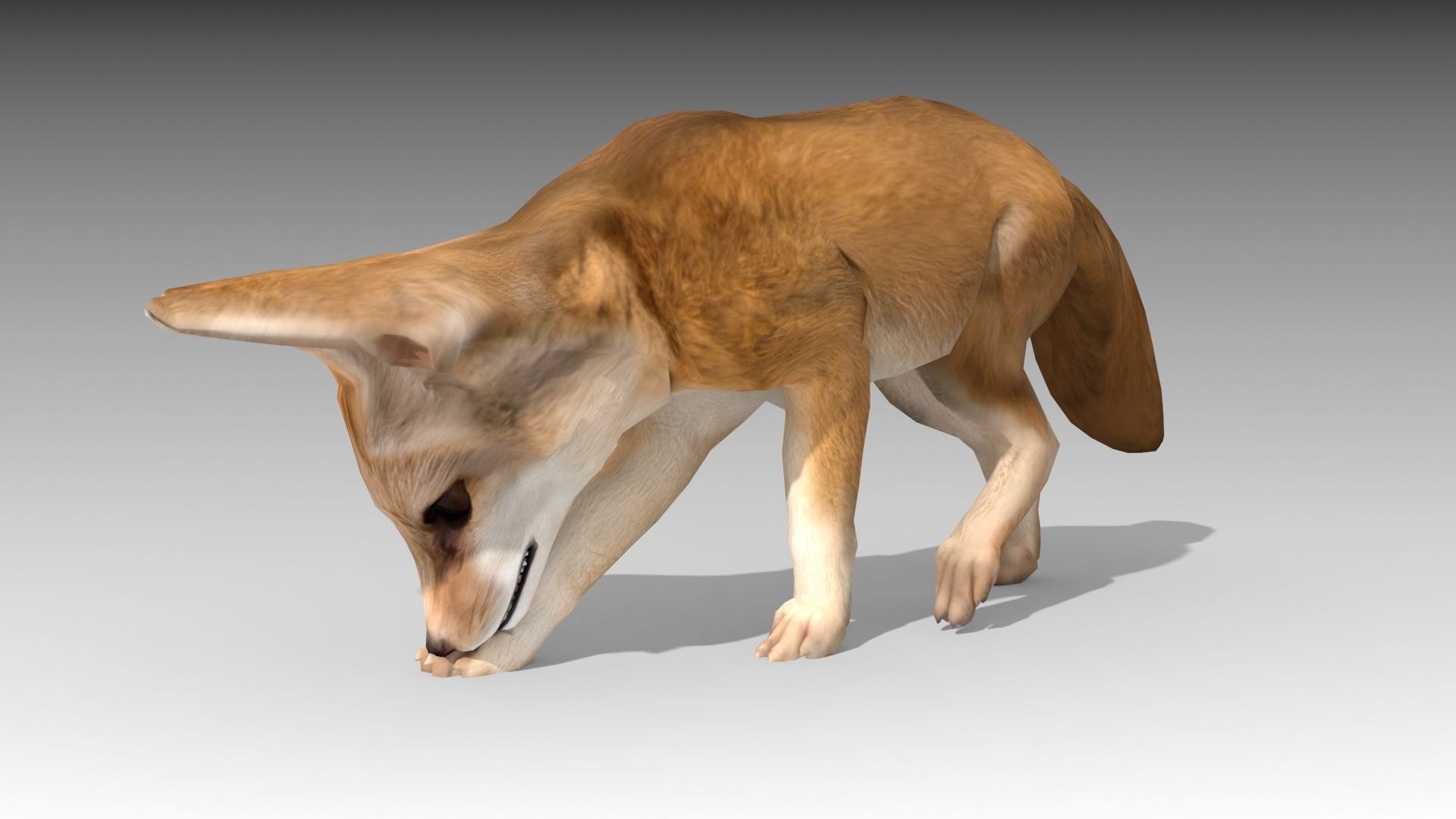 Fennec fox 3D model_9