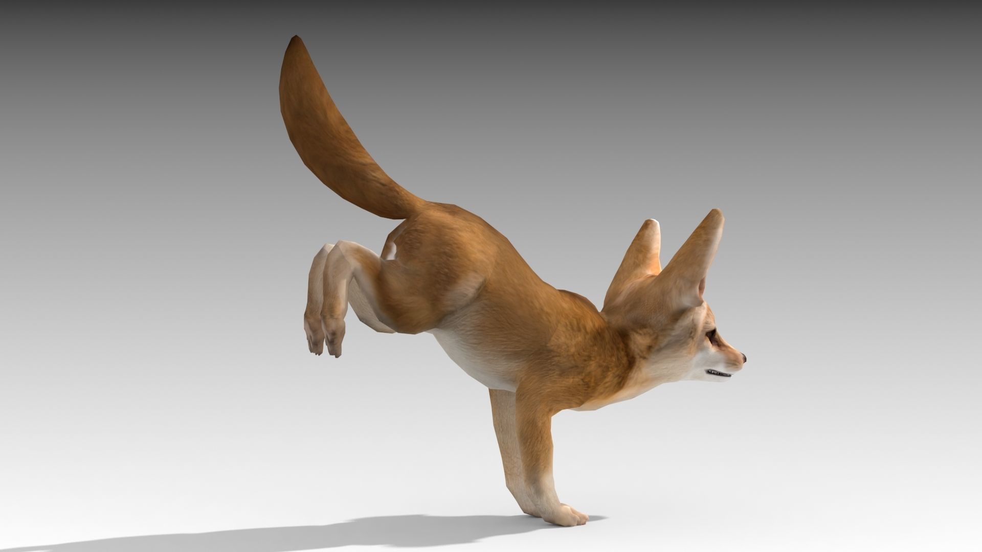 Fennec fox 3D model_7