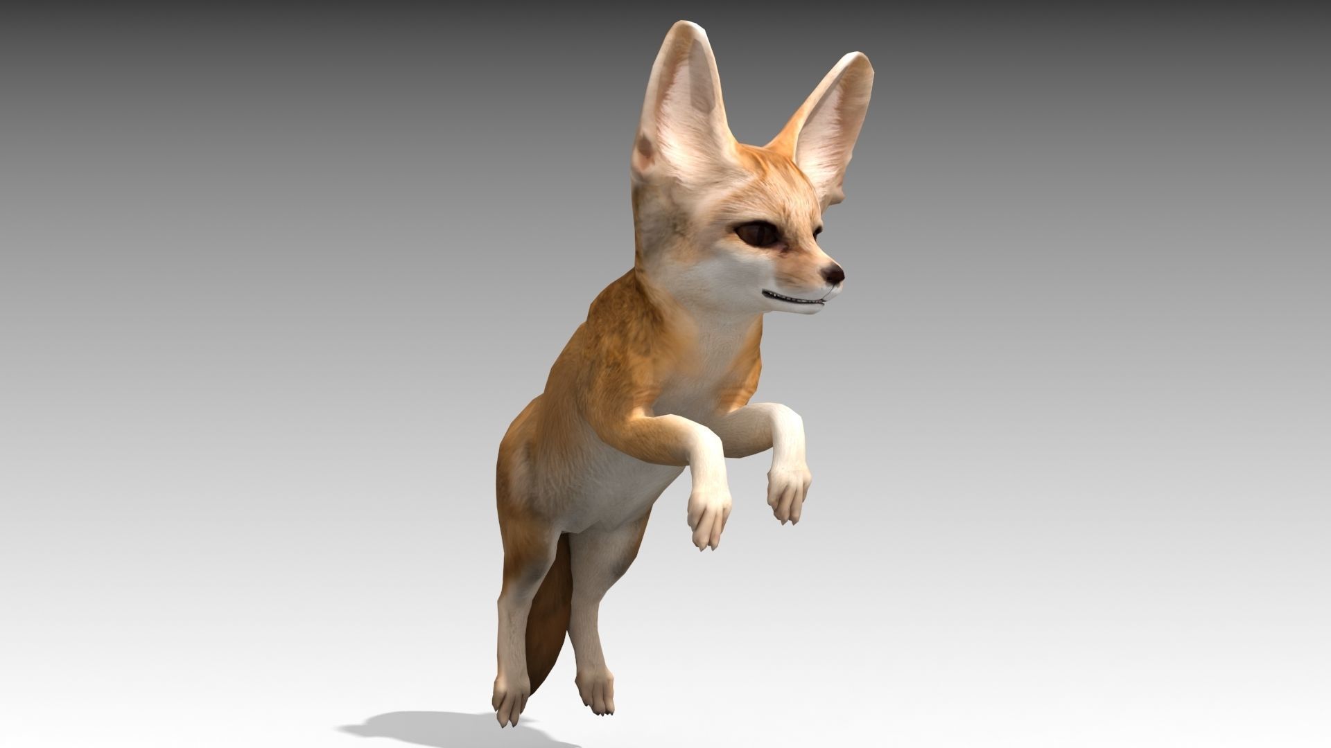 Fennec fox 3D model_6