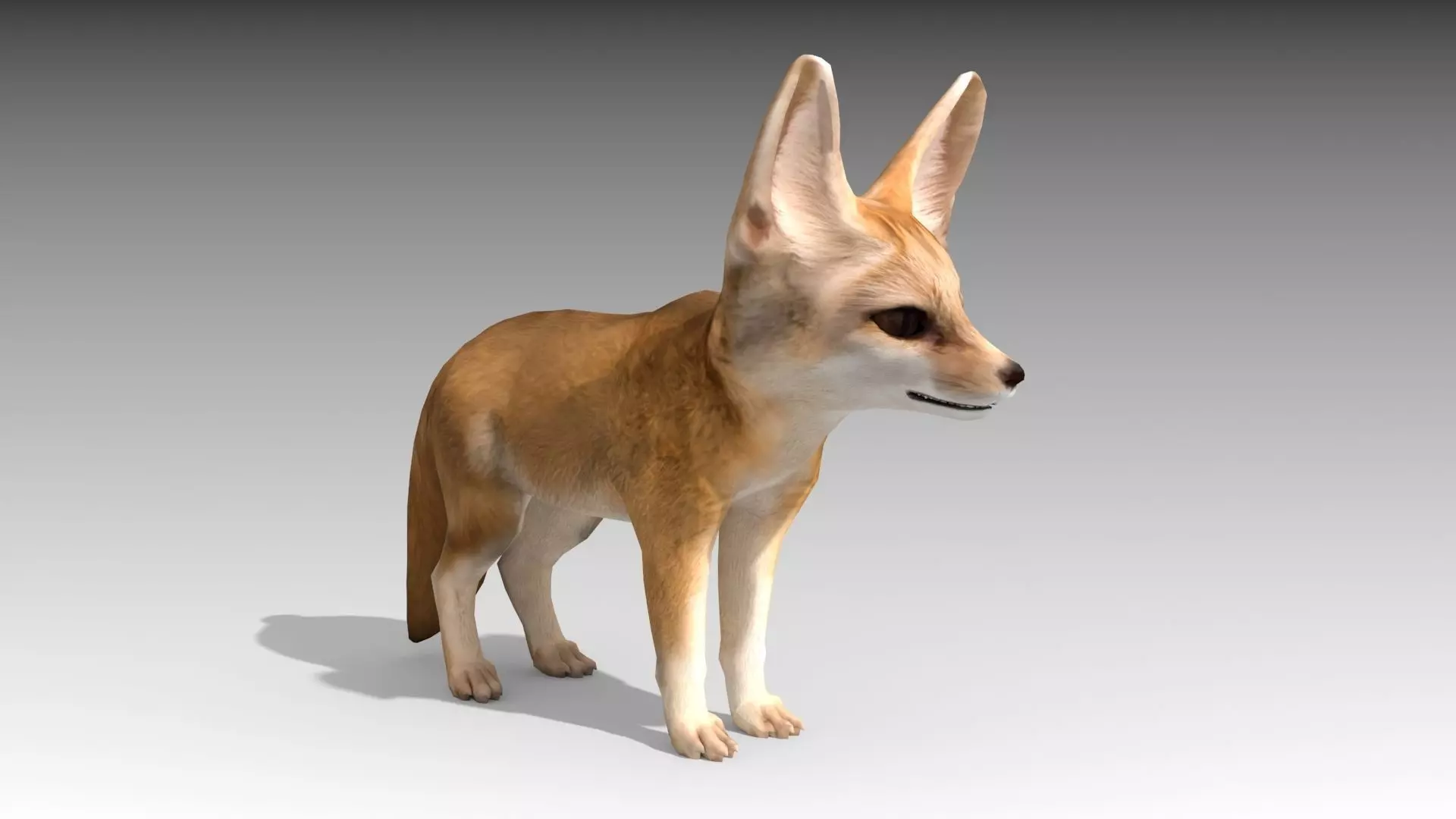 Fennec fox 3D model_0