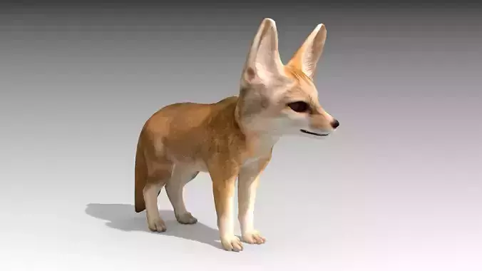 Fennec fox 3D model