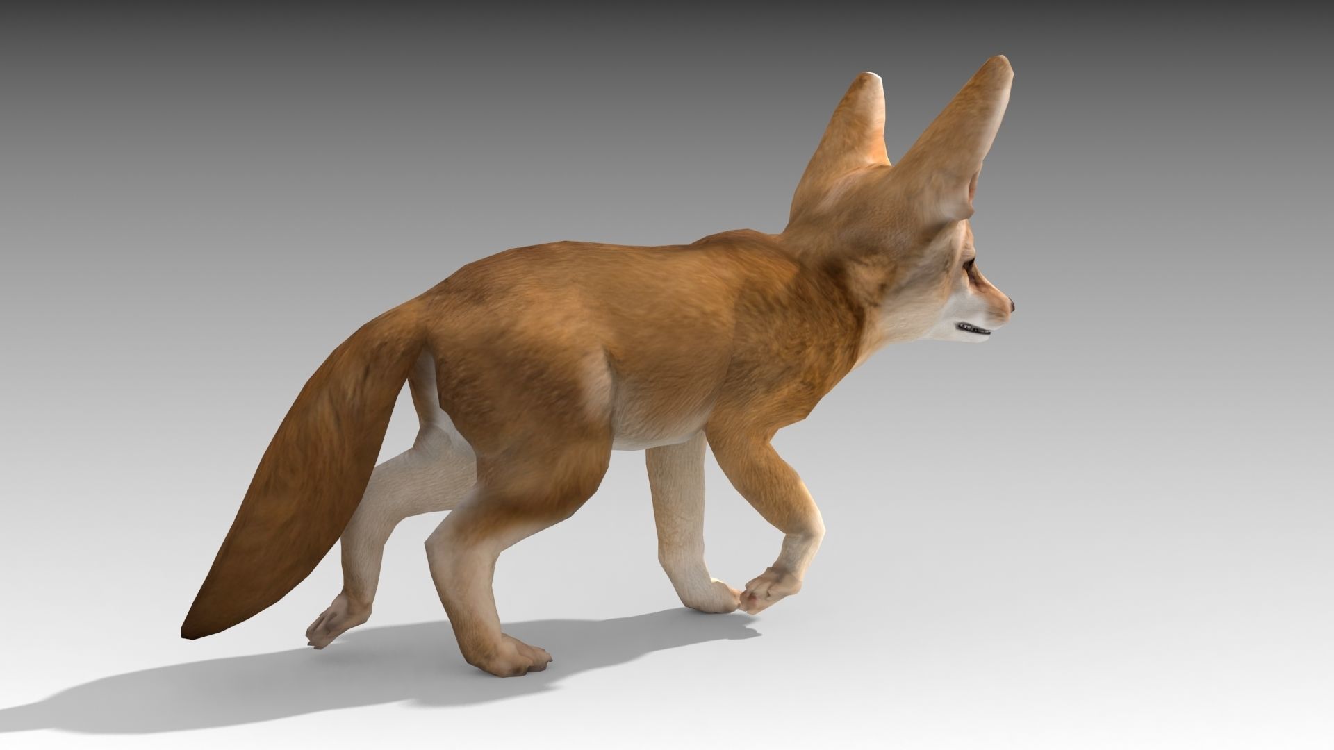Fennec fox 3D model_2