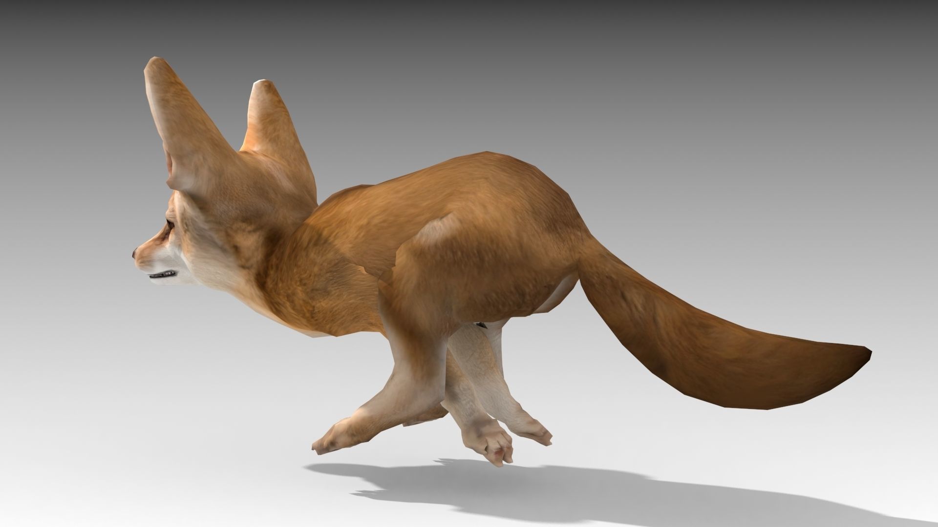 Fennec fox 3D model_5