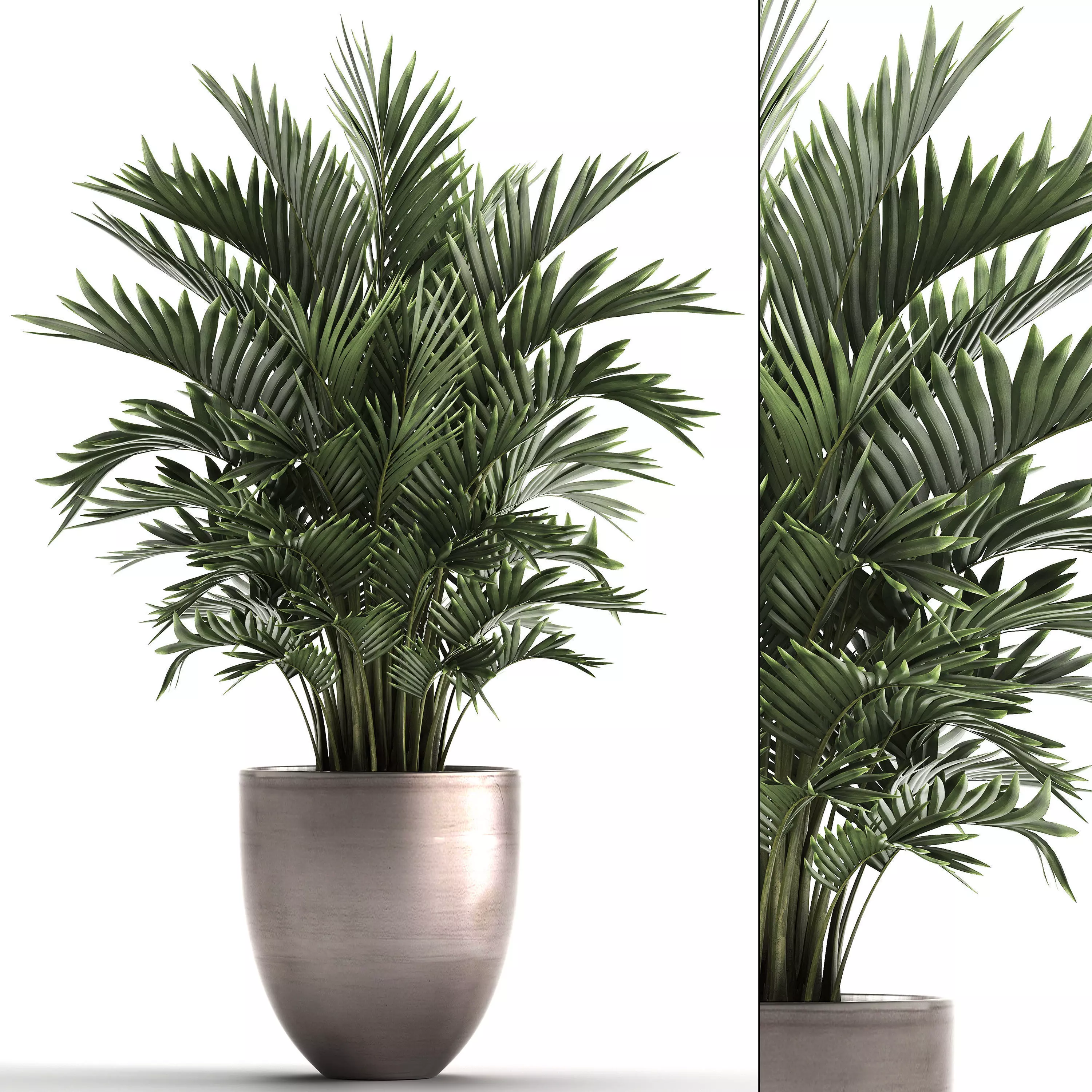 Decorative palms Howea 3D model