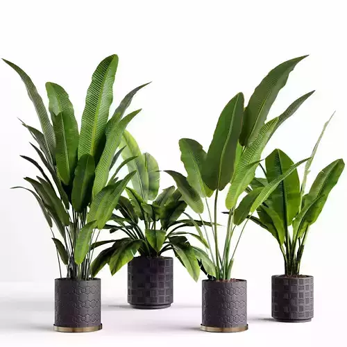 Collection plants 06