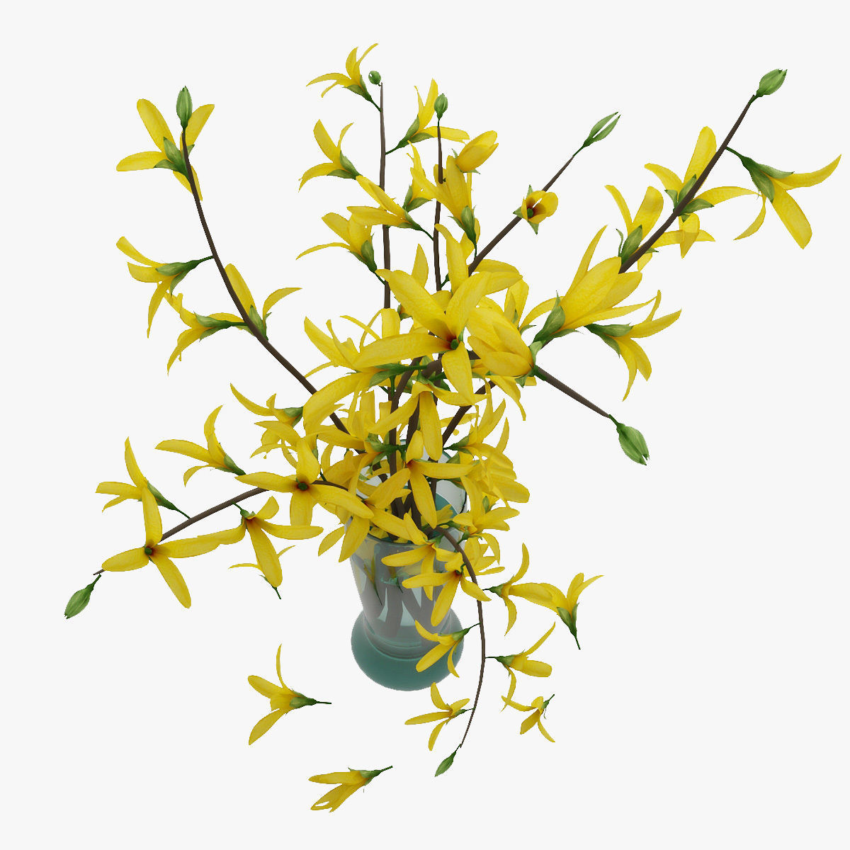 Forsythia 3D model_6