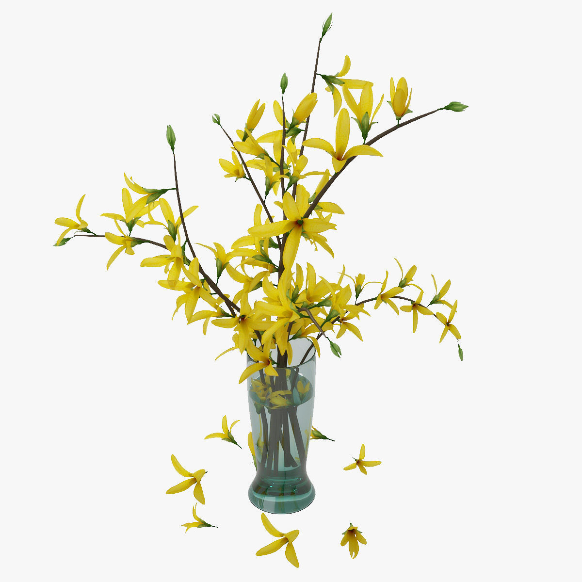 Forsythia 3D model_5