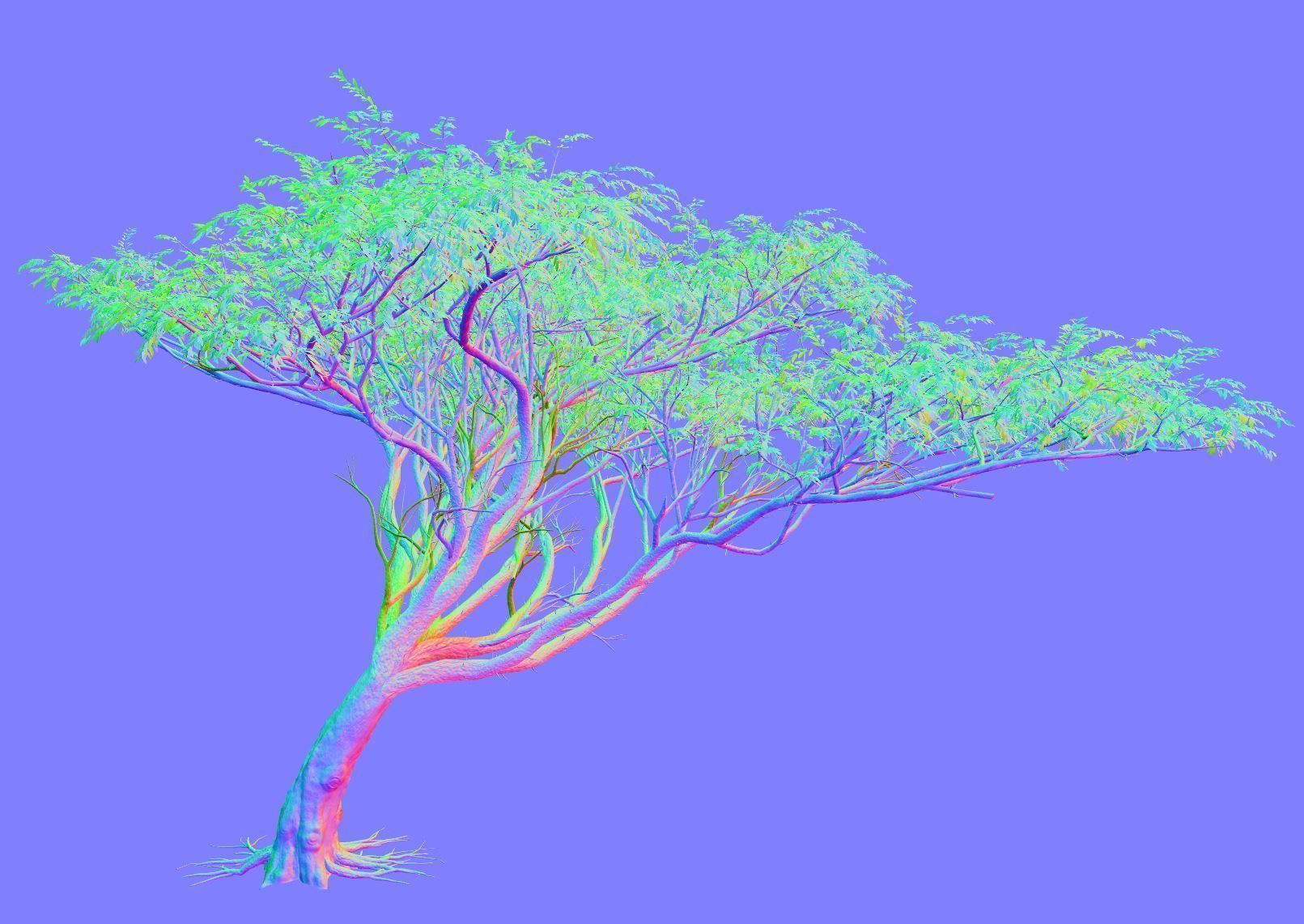 Acacia tree set 3D model_32