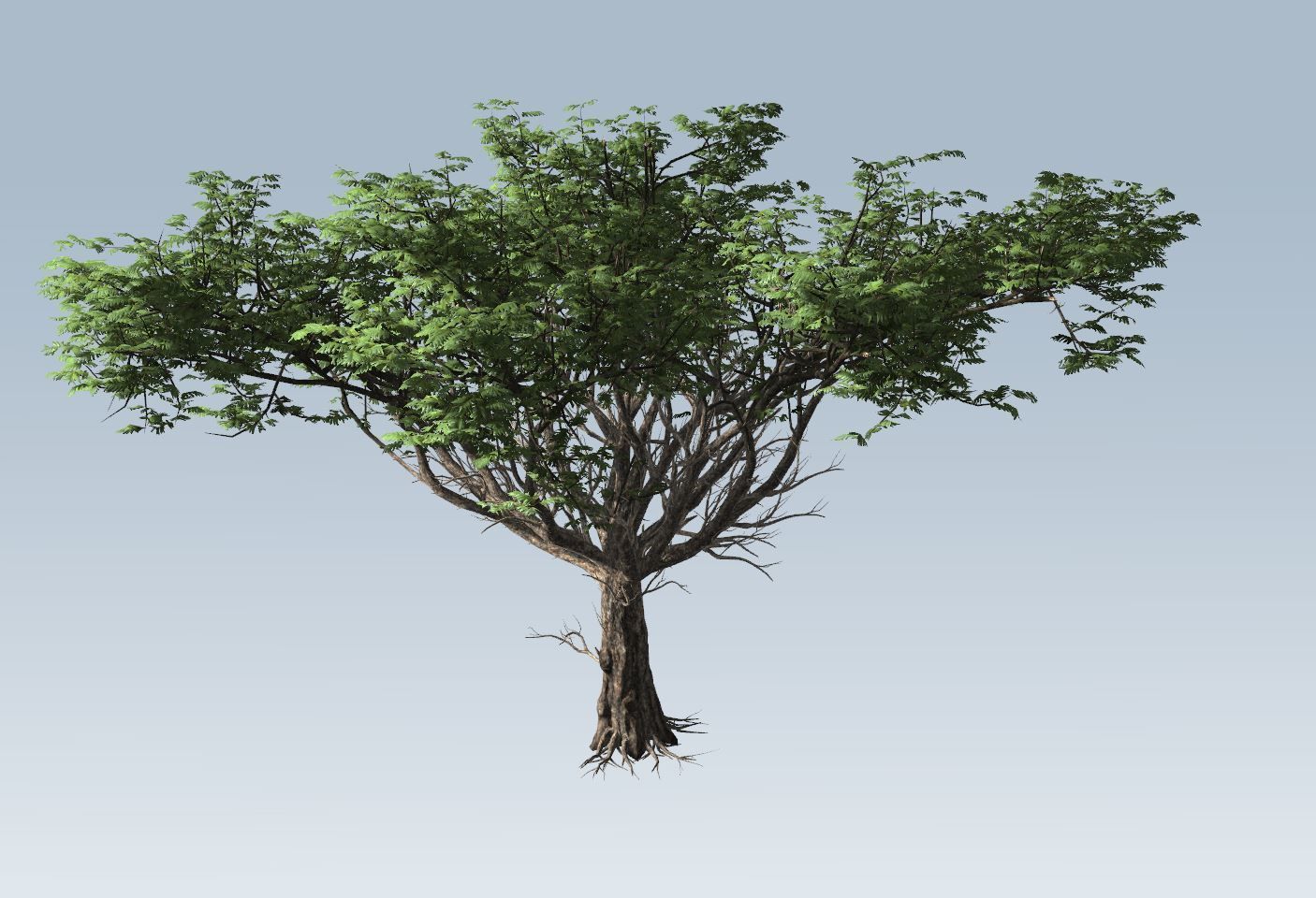 Acacia tree set 3D model_58